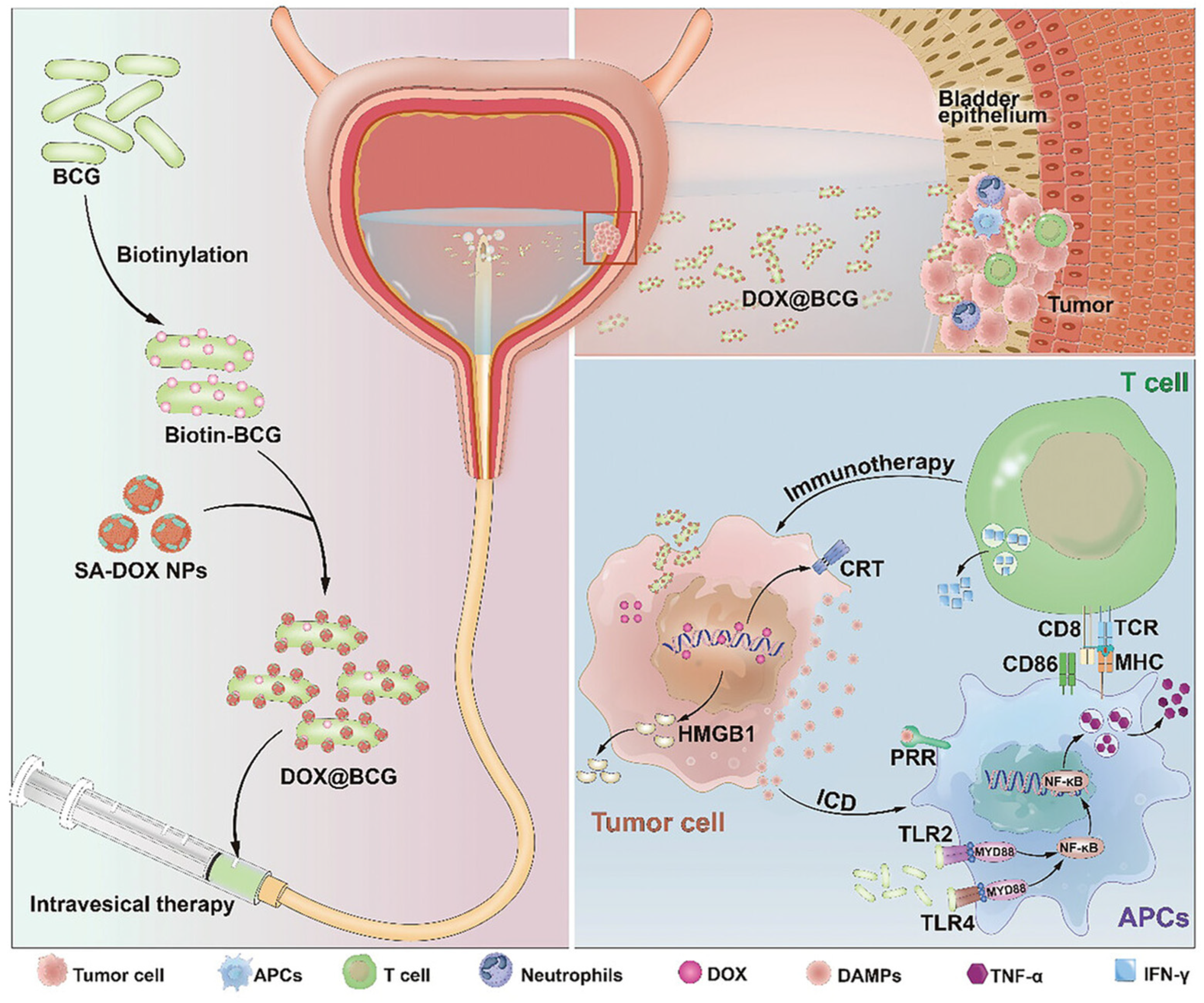 Pharmaceutics 16 01067 g003