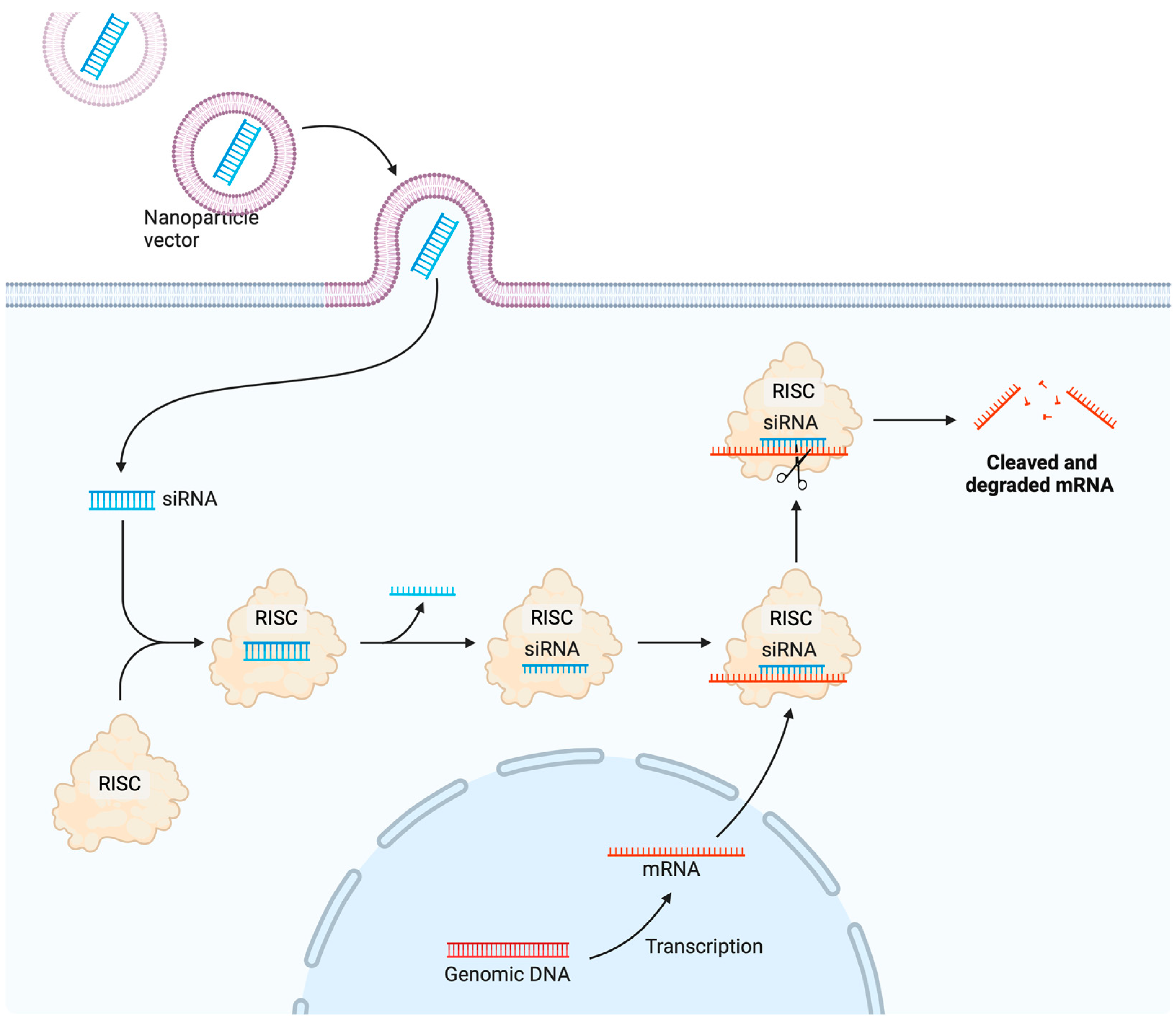 Pharmaceutics 16 01076 g007