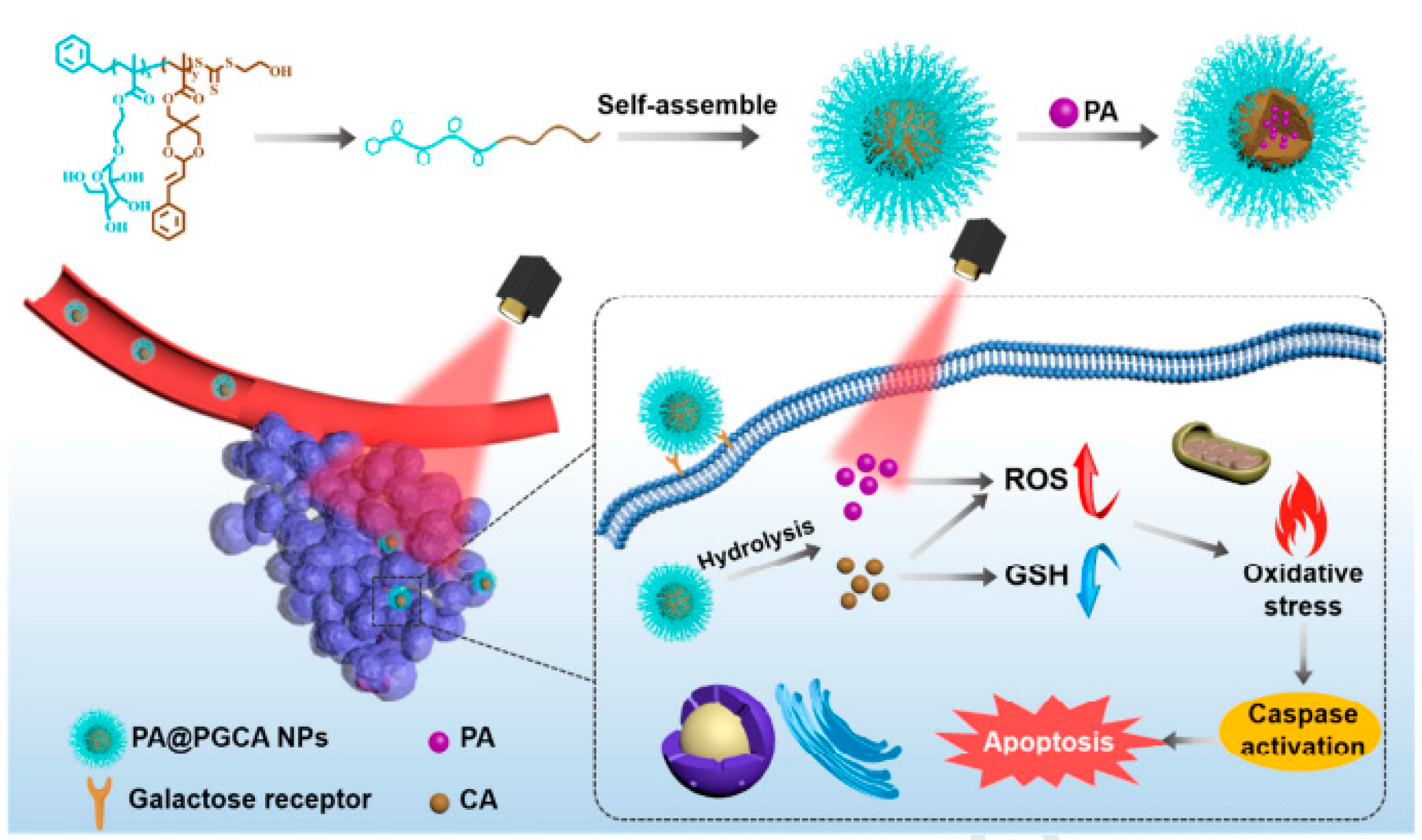 Pharmaceutics 16 01120 g005
