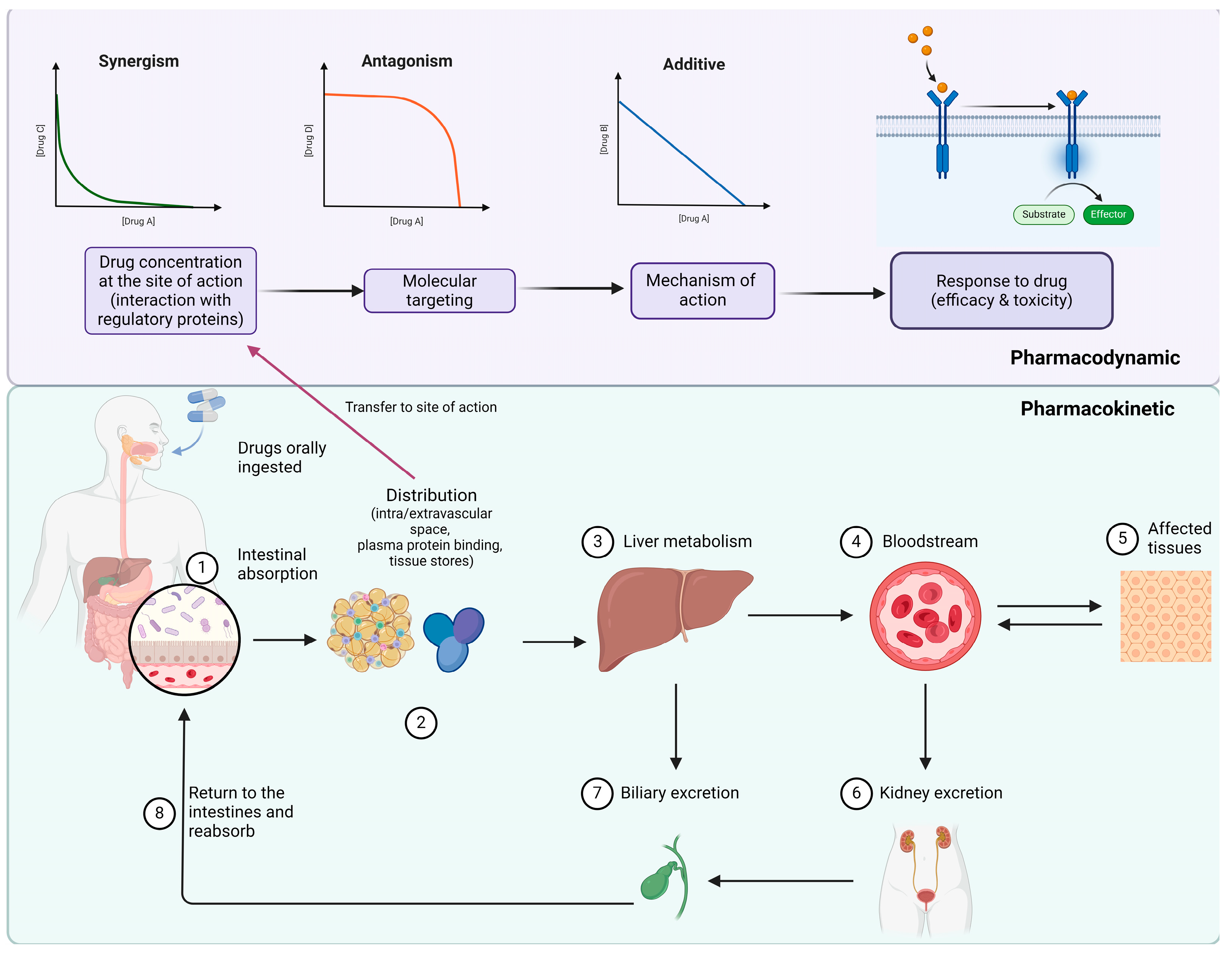 Pharmaceutics 16 01137 g001