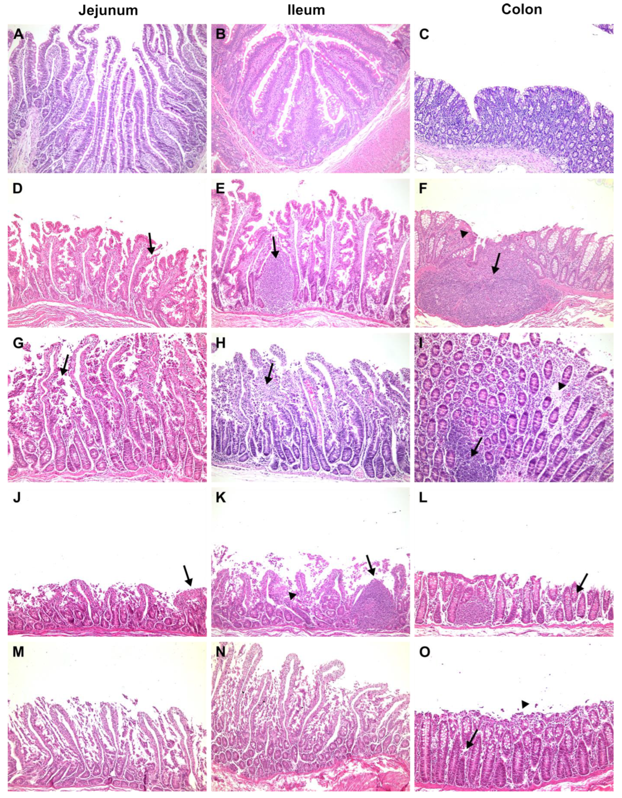 Pharmaceutics 16 01149 g001