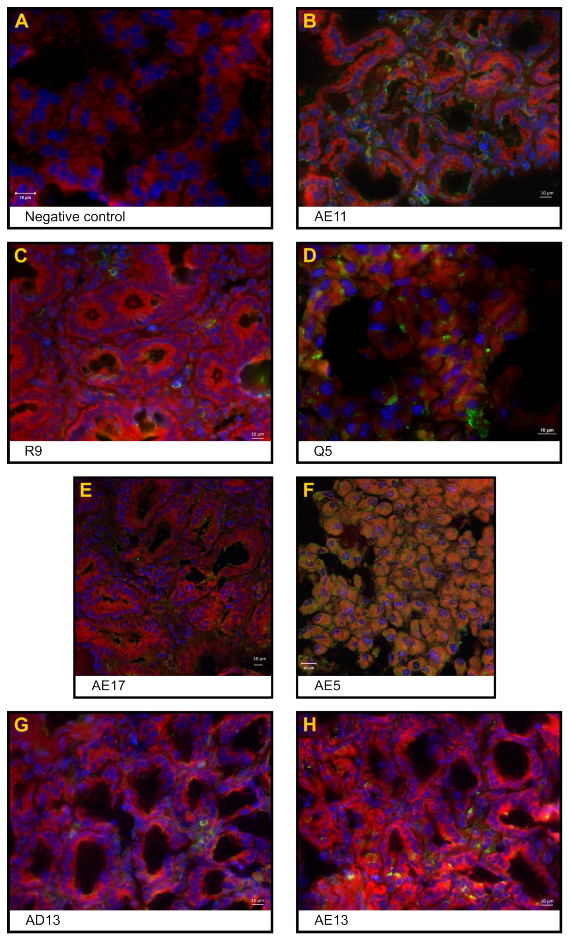 Pharmaceutics 16 01149 g002
