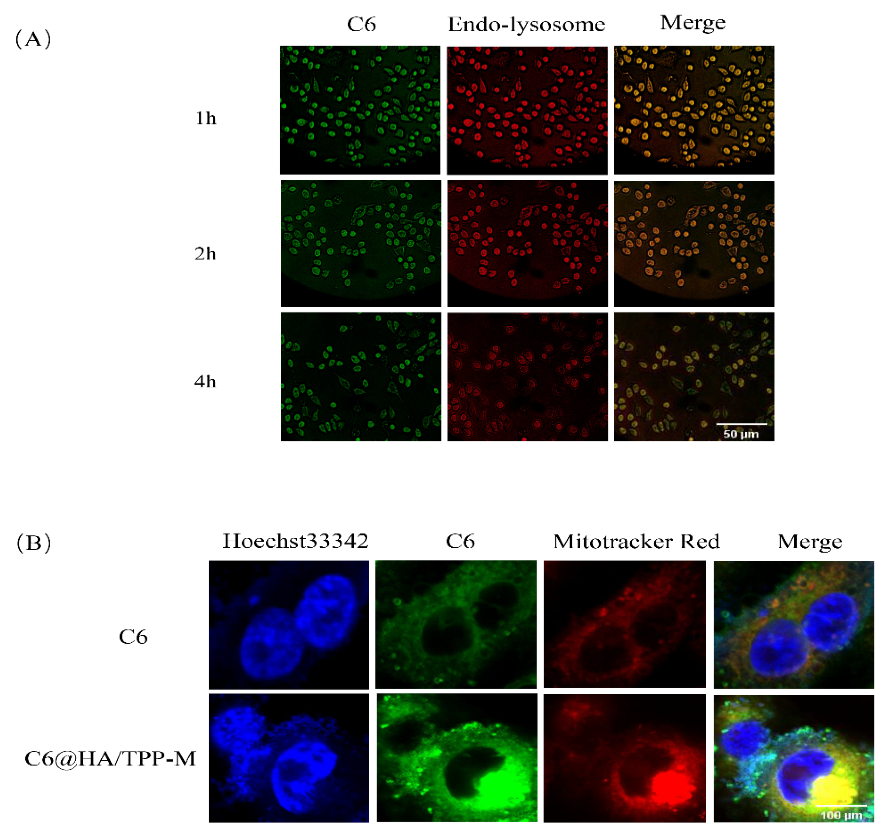 Pharmaceutics 16 01174 g004