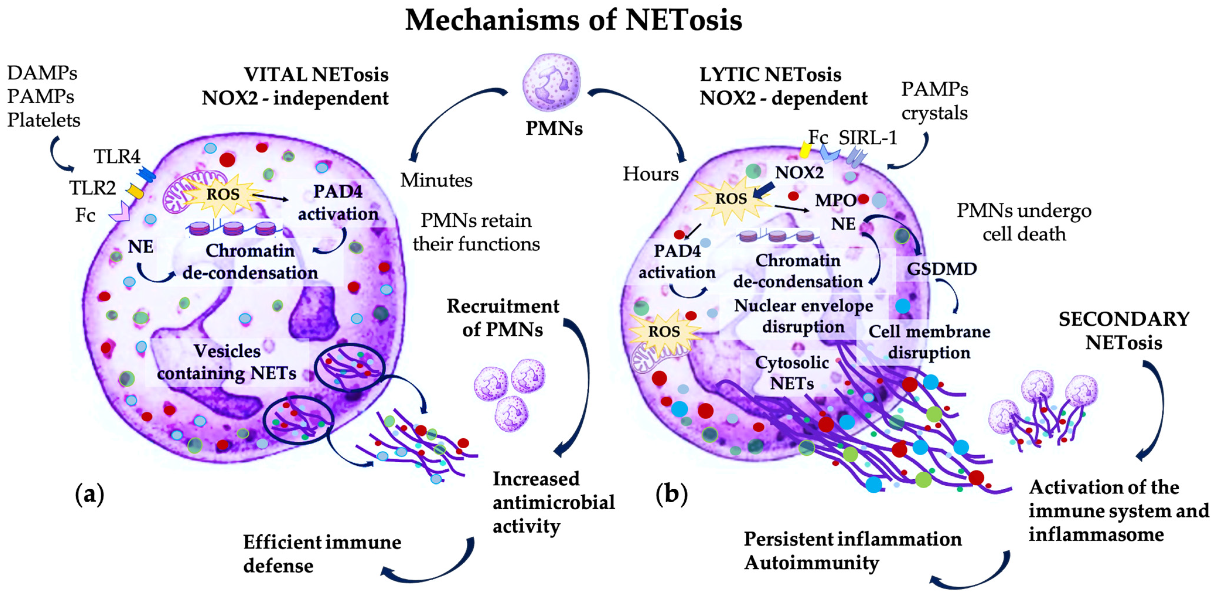 Pharmaceutics 16 01175 g001 Pharmaceutics 16 01175 g001