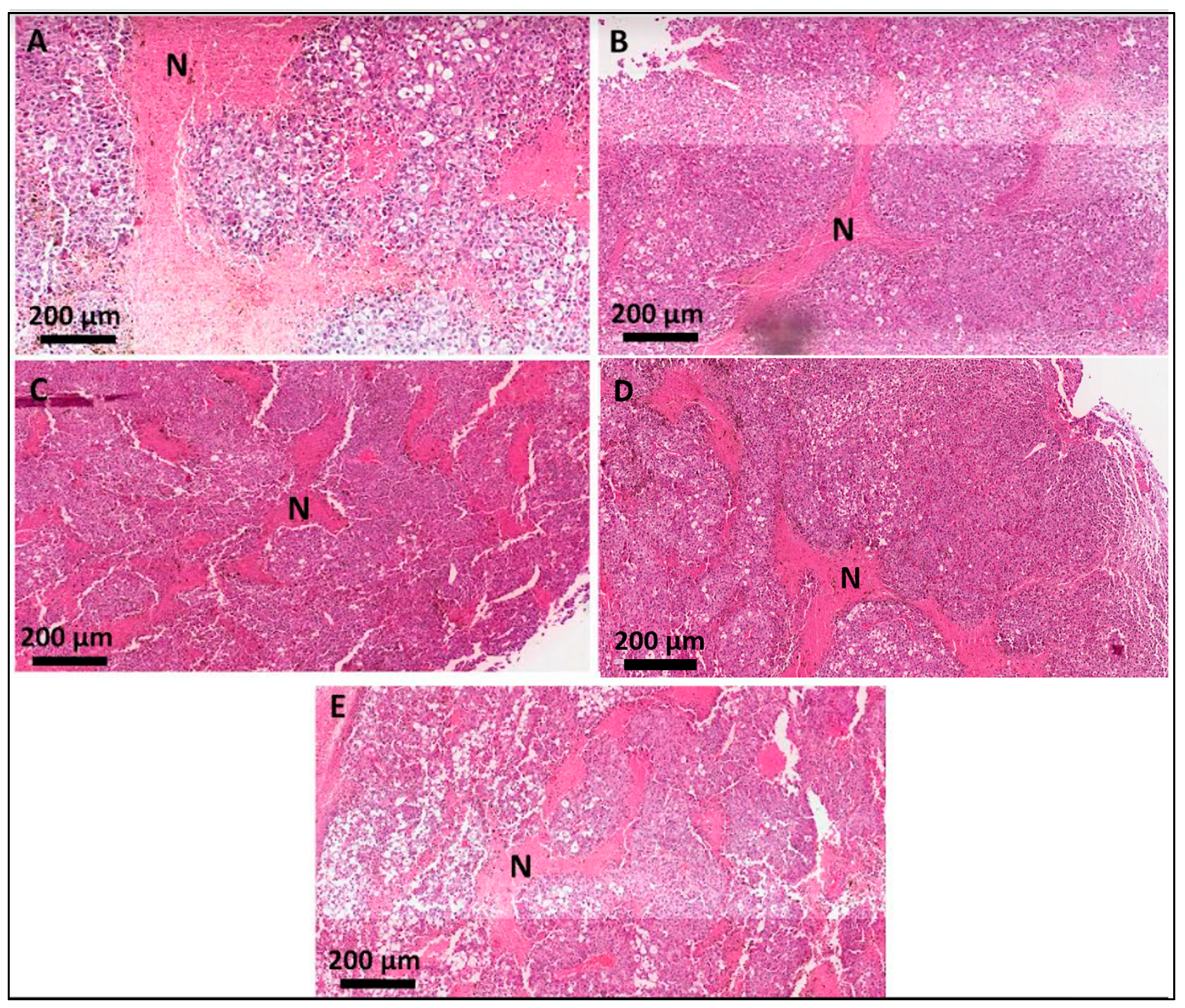 Pharmaceutics 16 01177 g005