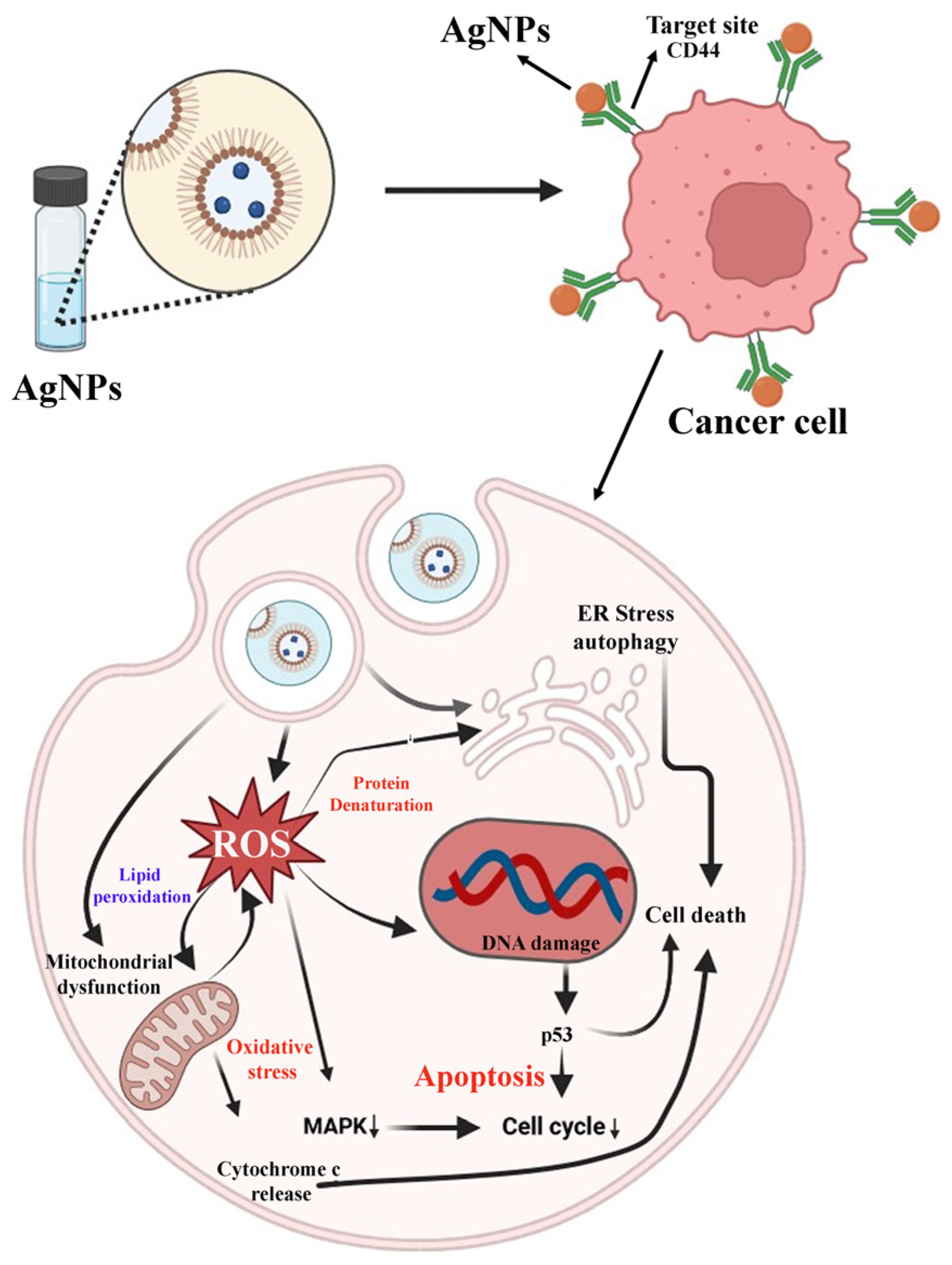Pharmaceutics 16 01202 g012