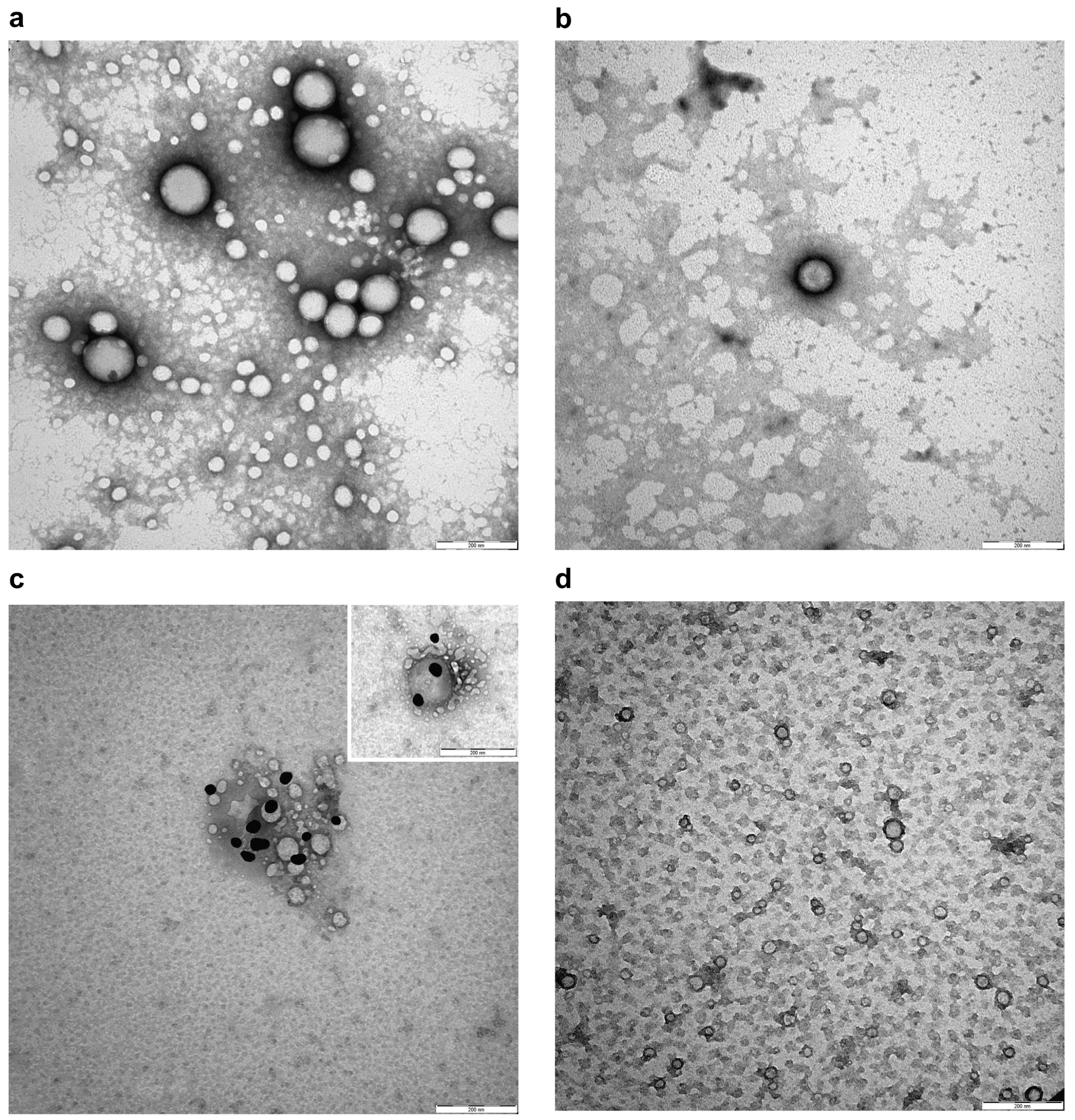Pharmaceutics 16 01218 g004