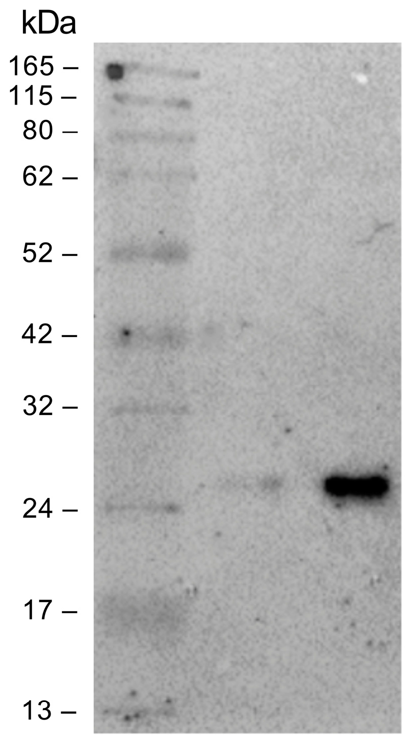 Pharmaceutics 16 01218 g005