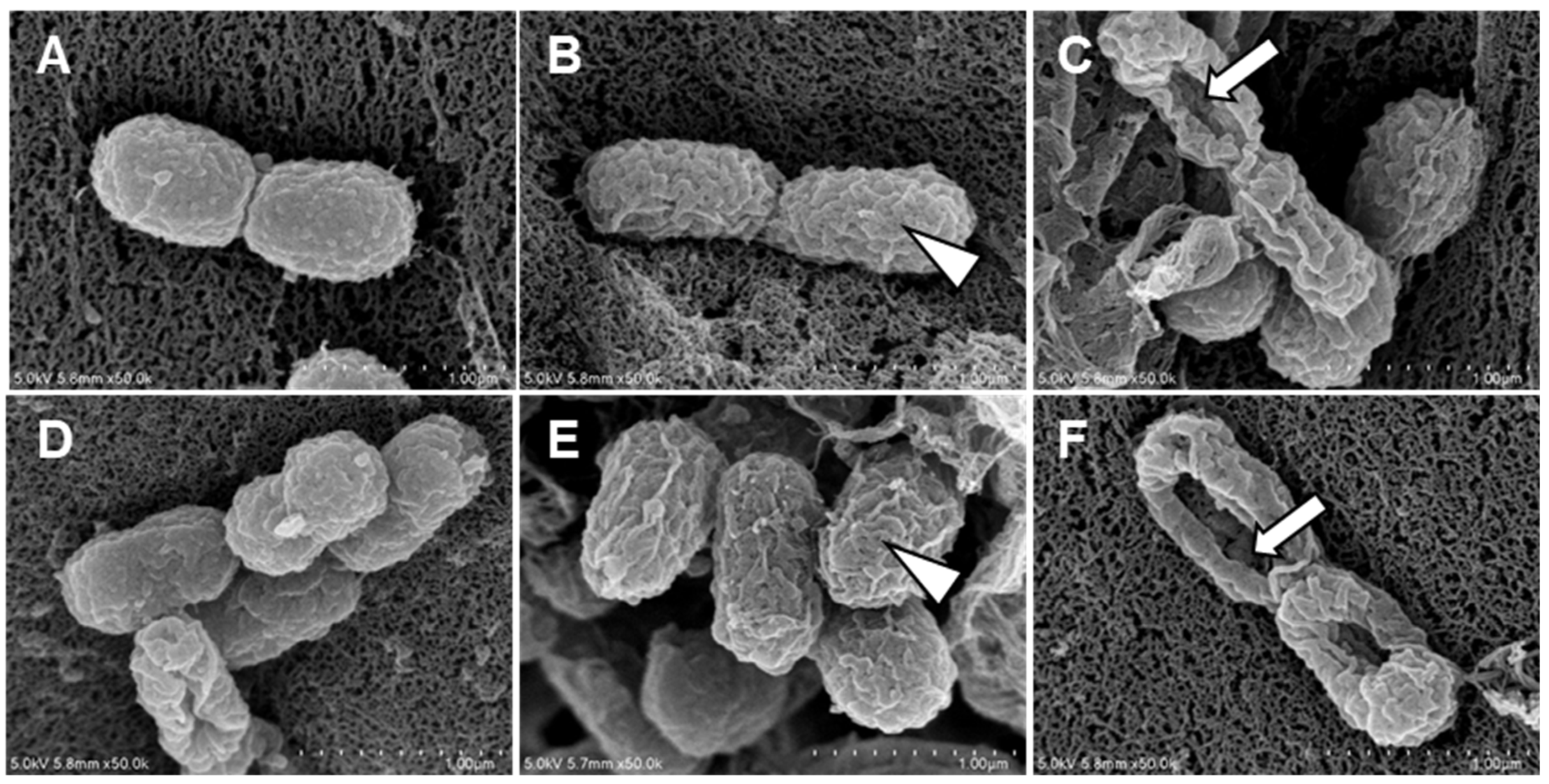 Pharmaceutics 16 01245 g004
