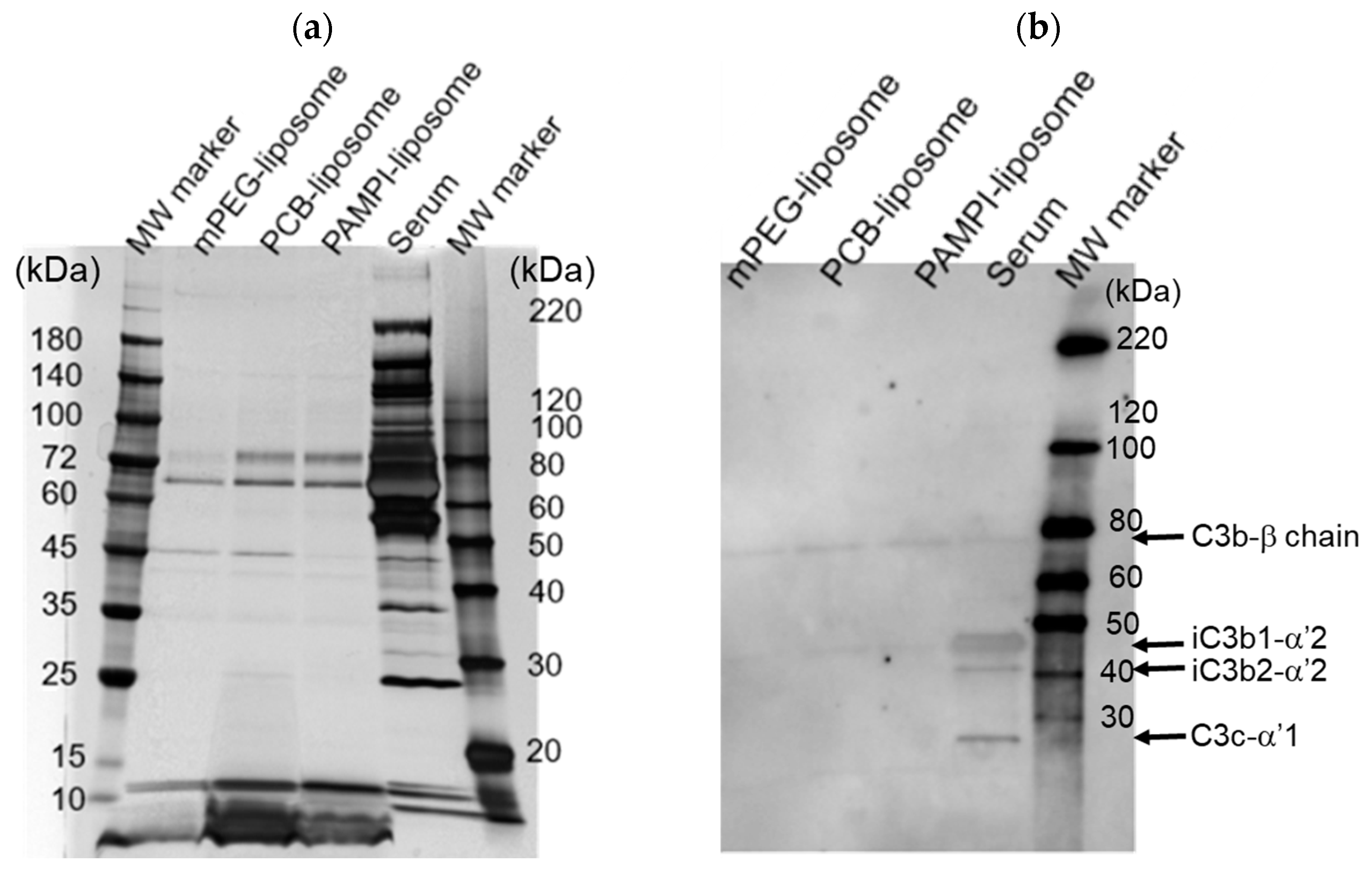 Pharmaceutics 16 01271 g004