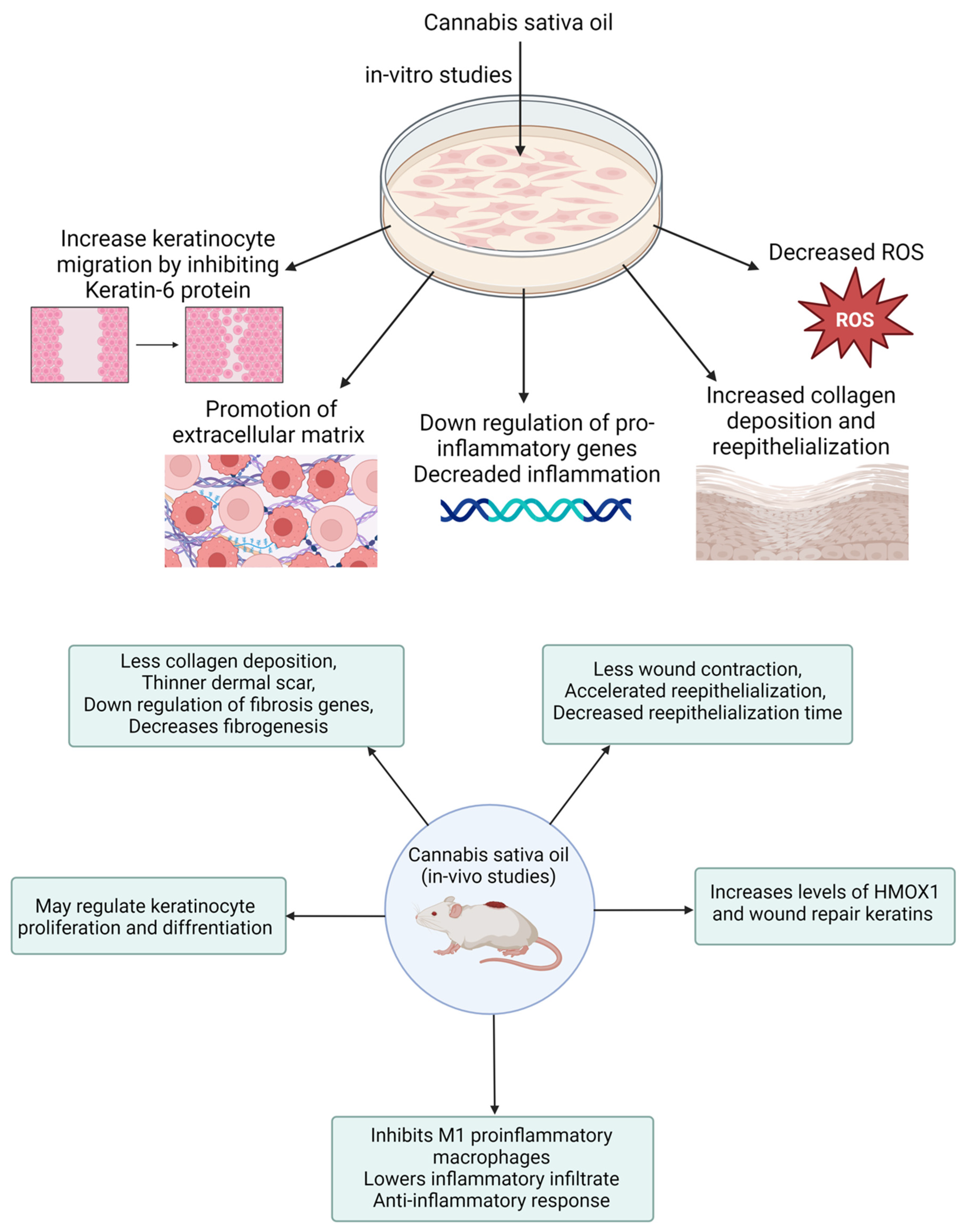 Pharmaceutics 16 01277 g006