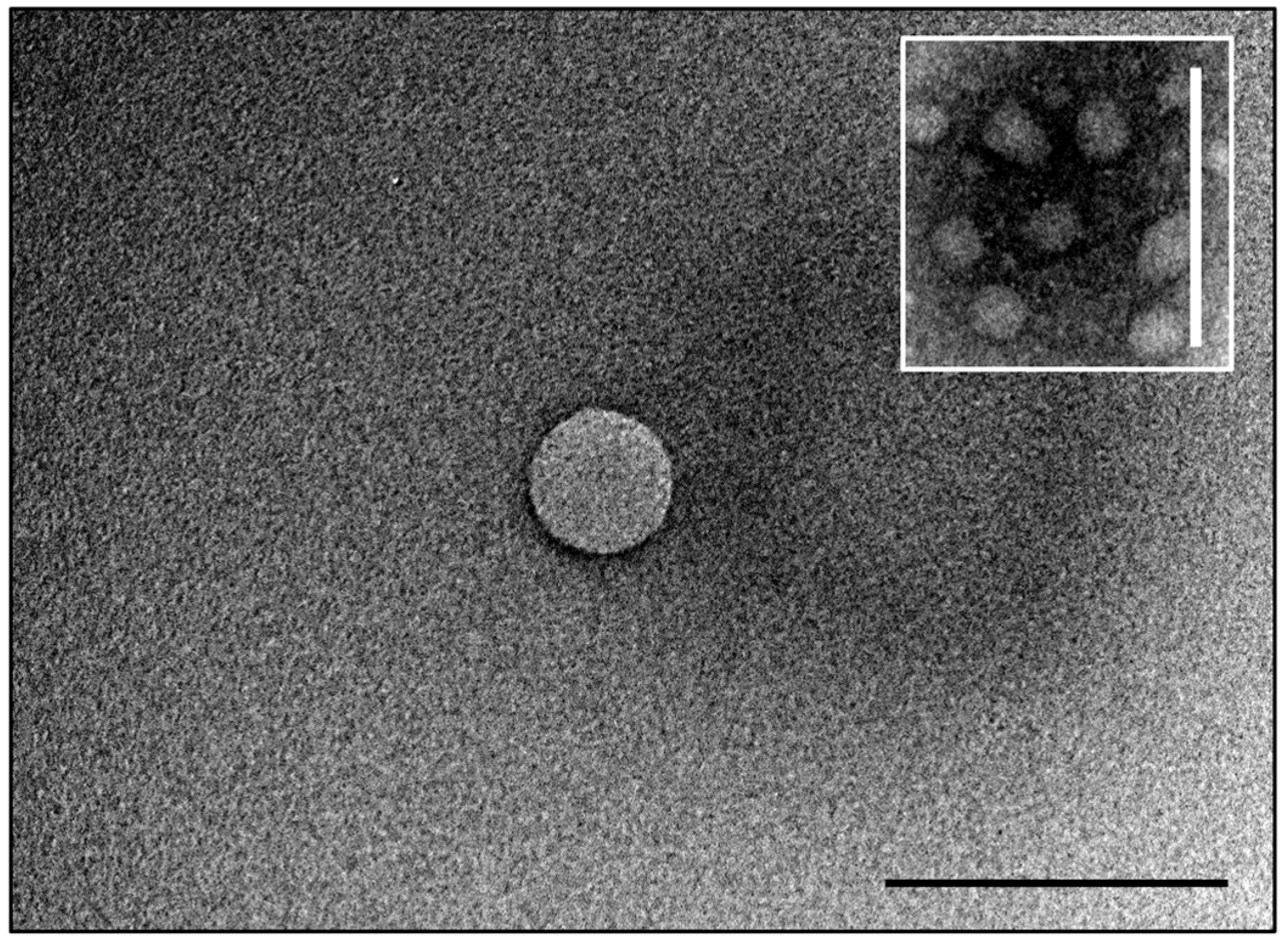 Pharmaceutics 16 01330 g001