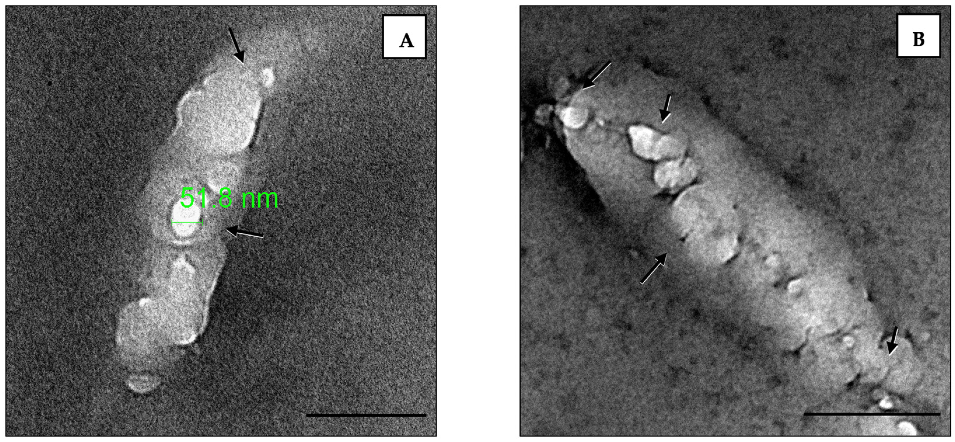 Pharmaceutics 16 01330 g005
