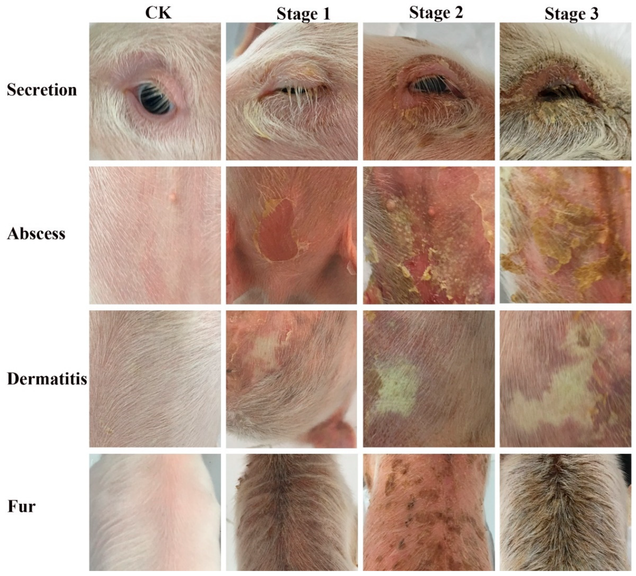 Pharmaceutics 16 01350 g001