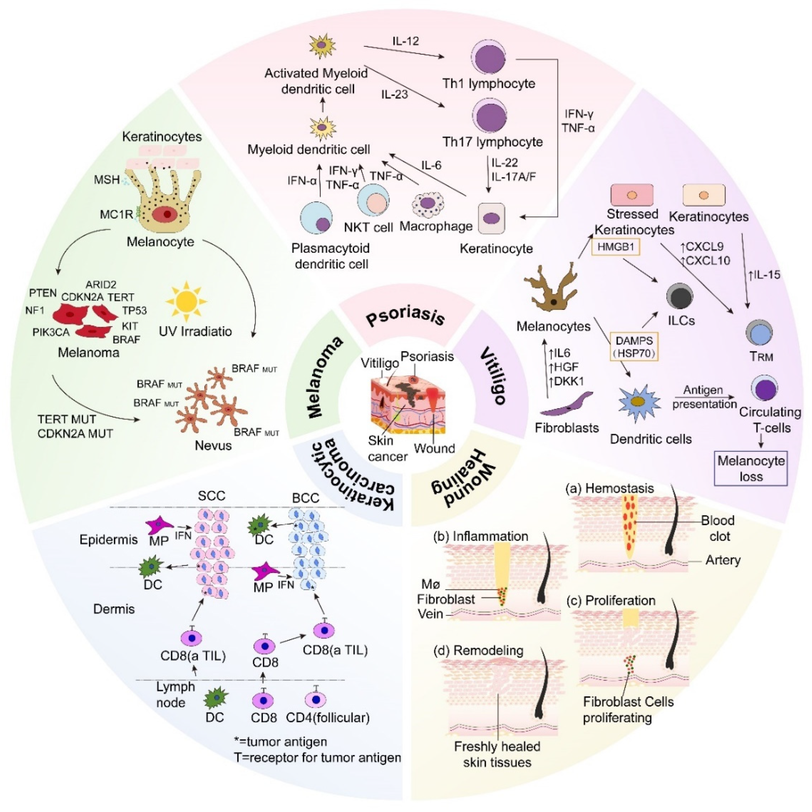 Pharmaceutics 16 01384 g003