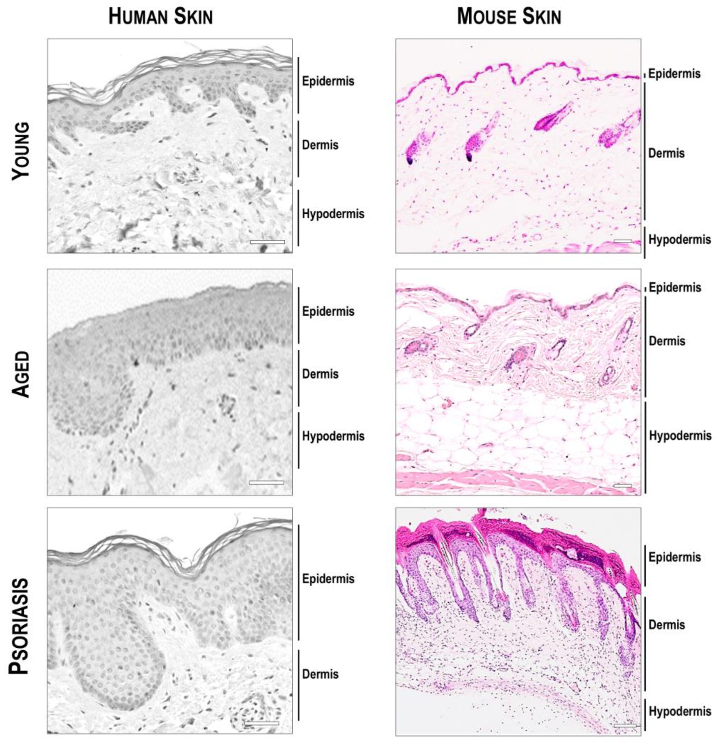 Pharmaceutics 16 01403 g008