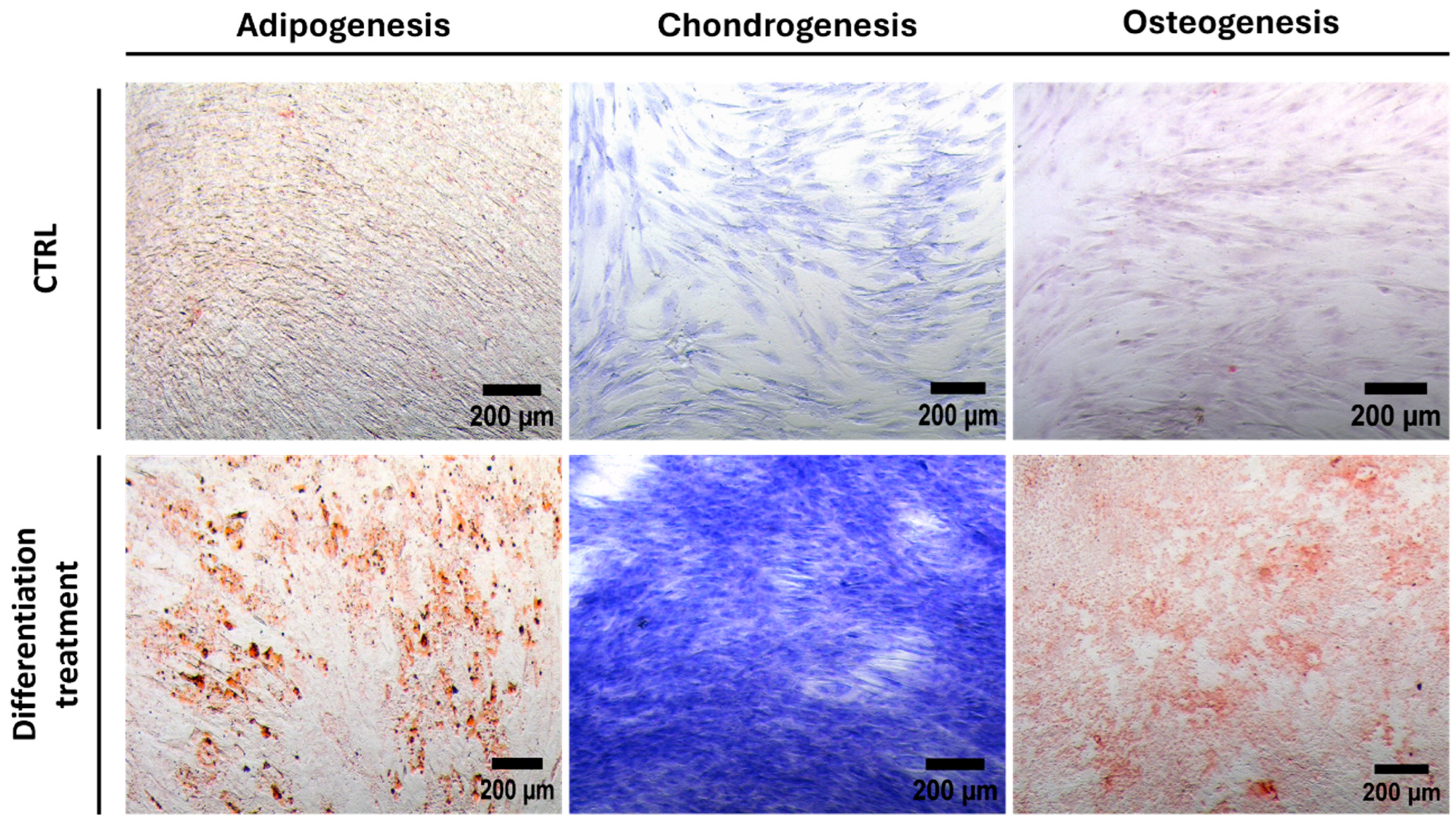 Pharmaceutics 16 01422 g003 Pharmaceutics 16 01422 g003