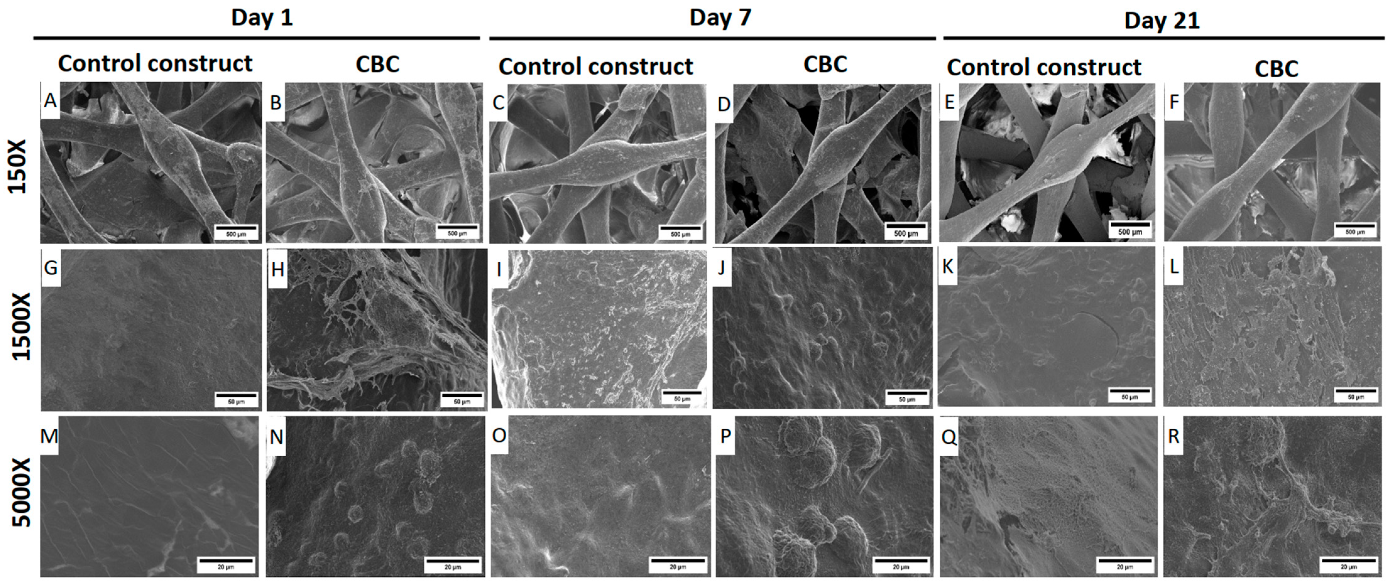 Pharmaceutics 16 01422 g009 Pharmaceutics 16 01422 g009