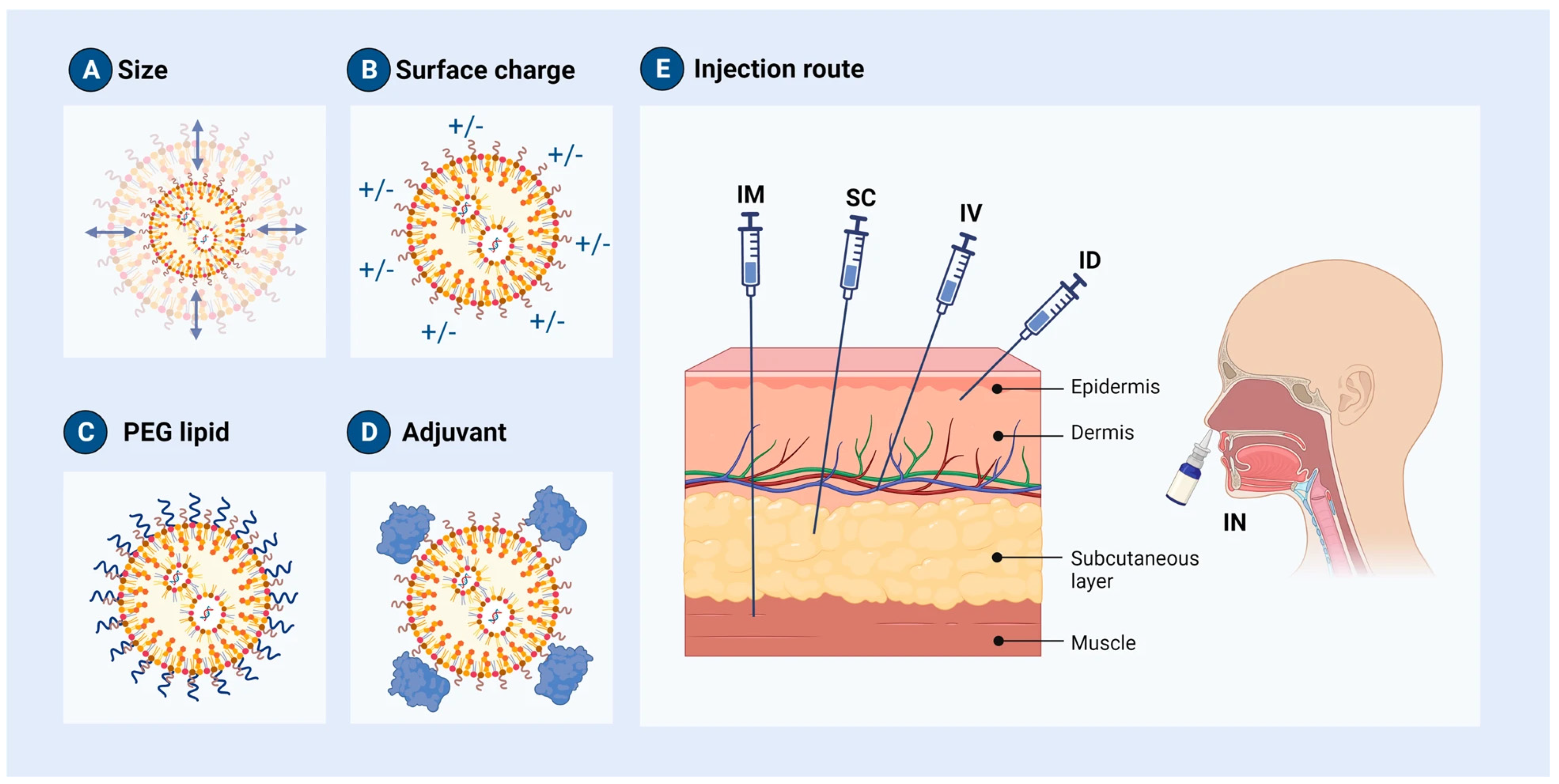 Effect of Lipid Nanoparticle Physico-Chemical Properties and ...