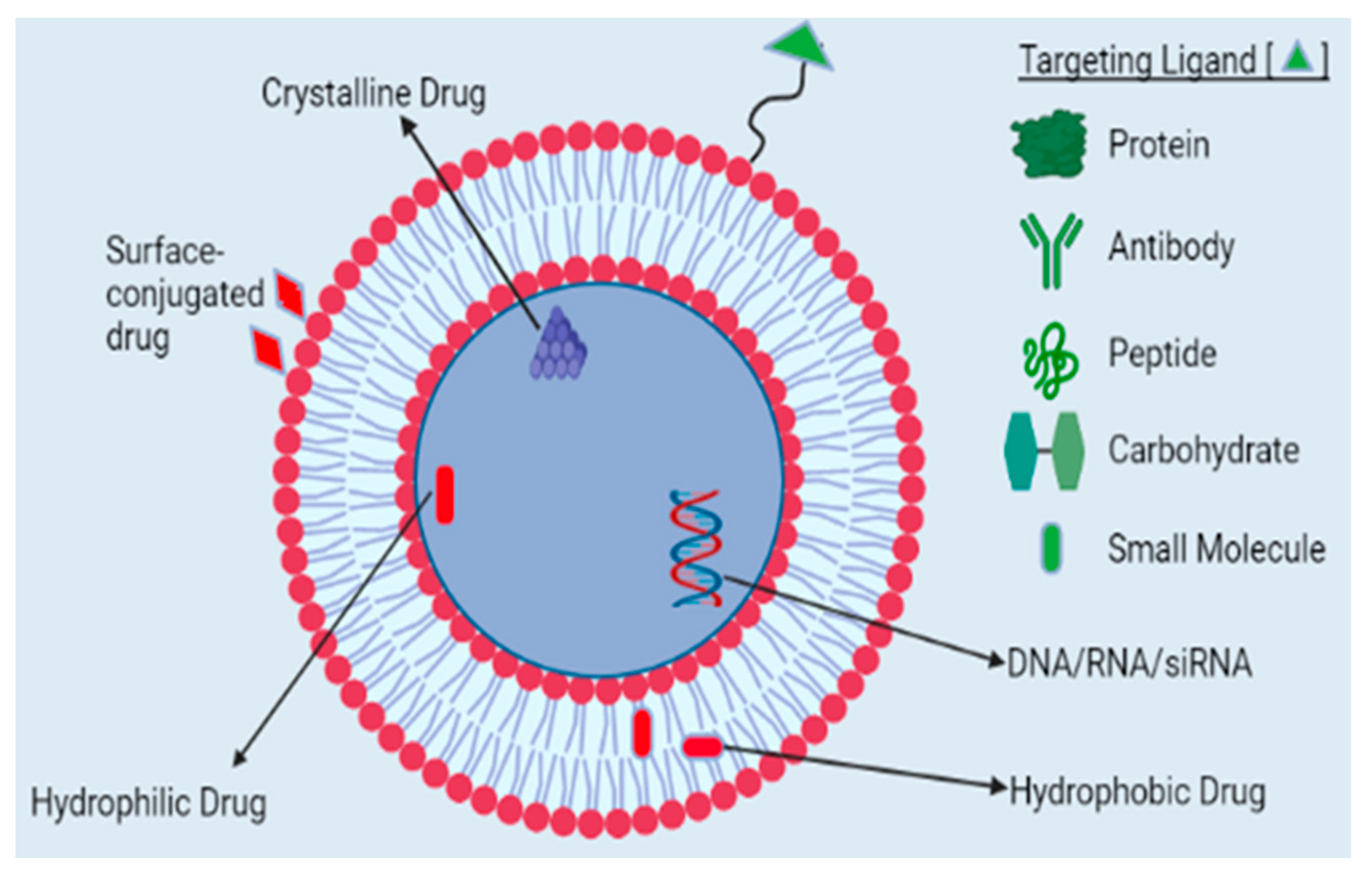 Pharmaceutics 16 01527 g005