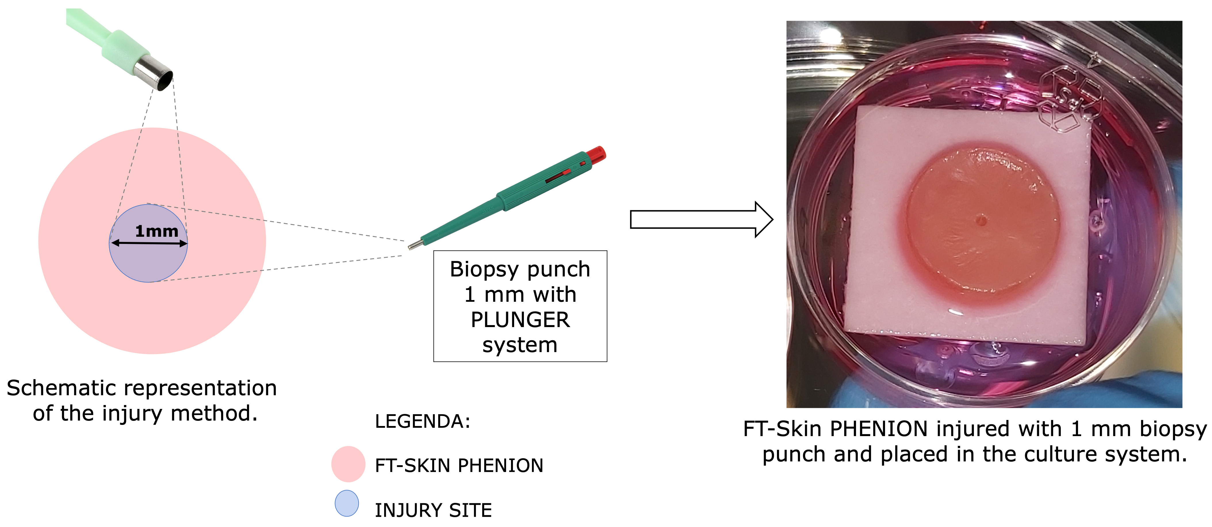 Pharmaceutics 16 01539 g001
