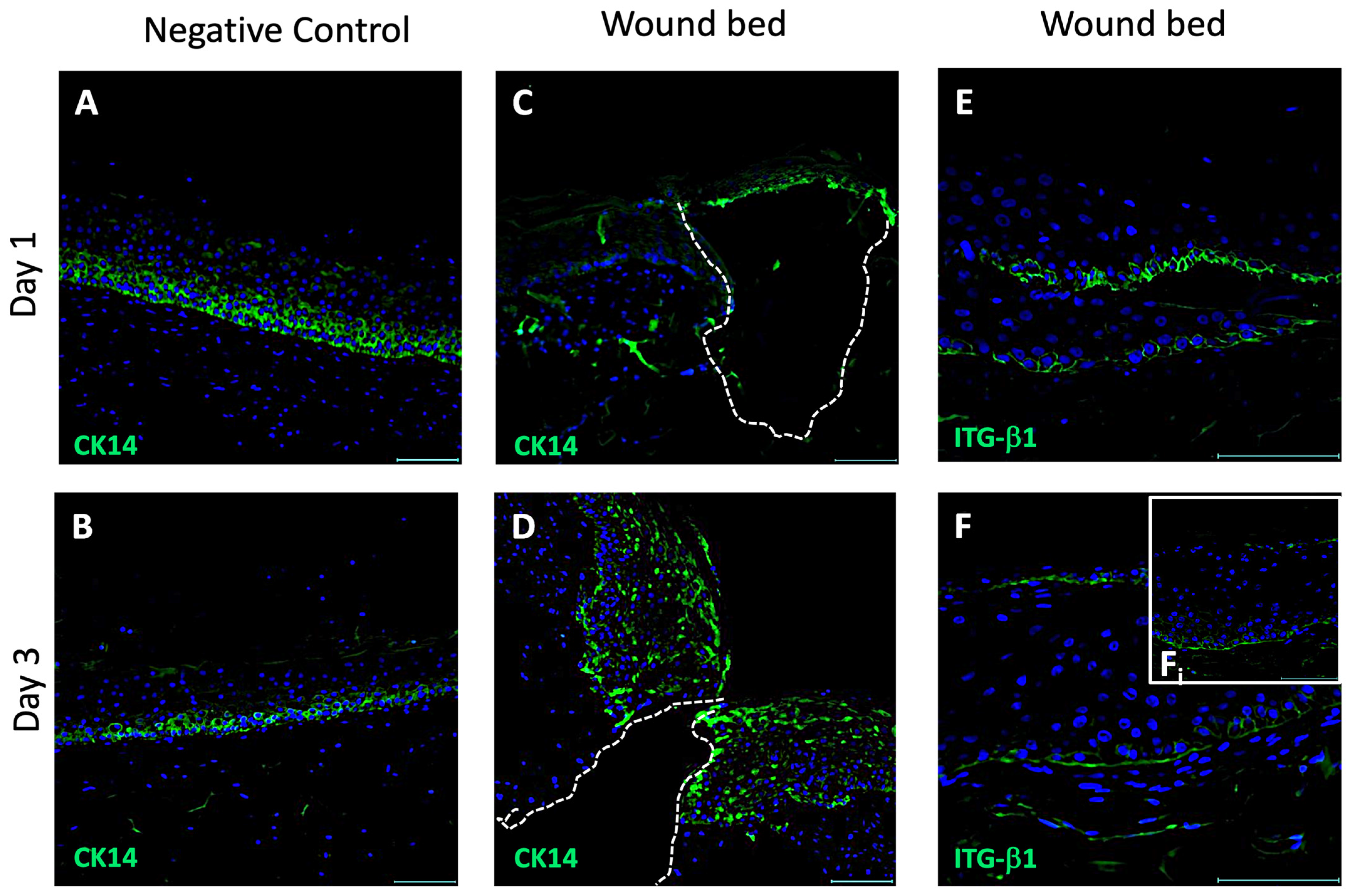 Pharmaceutics 16 01539 g002