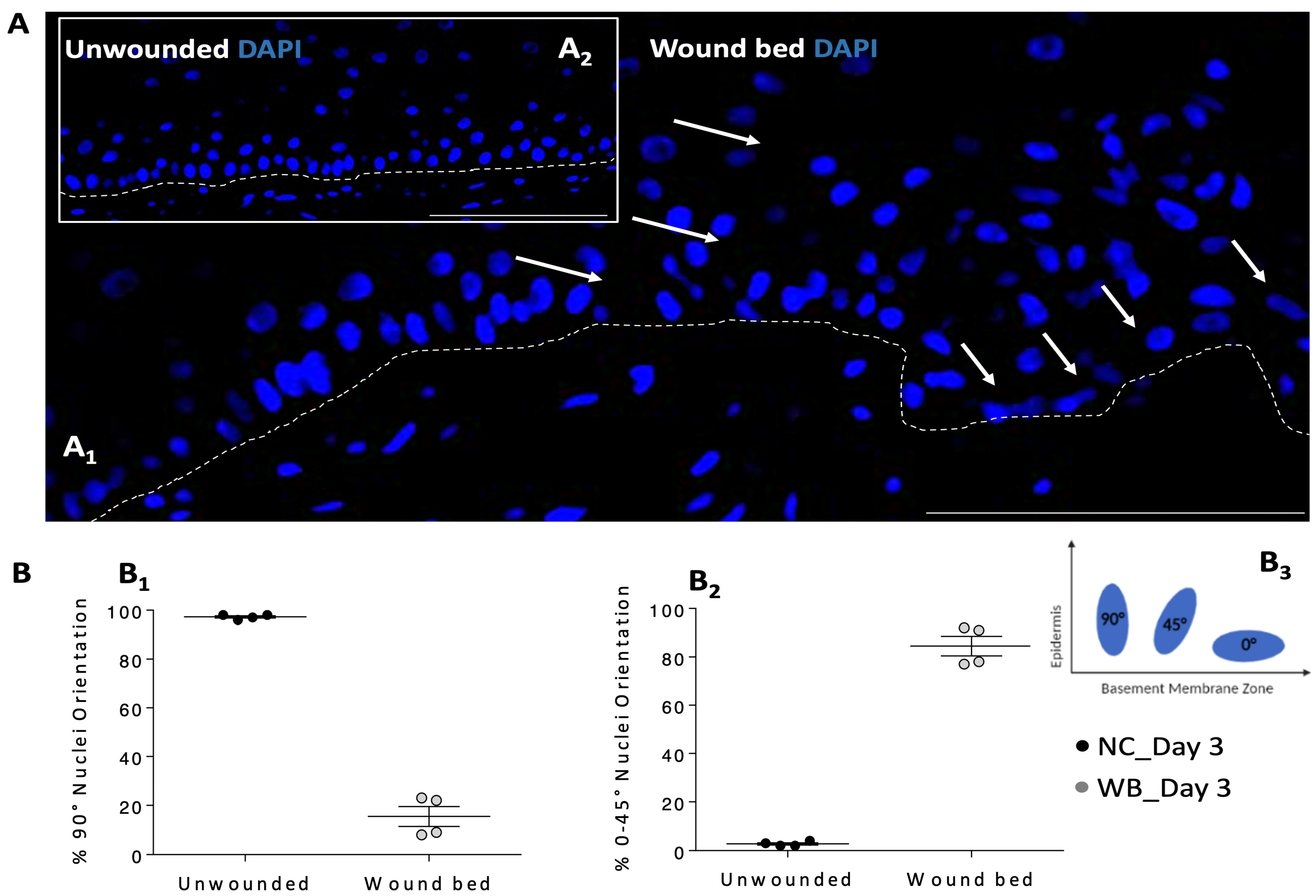 Pharmaceutics 16 01539 g003