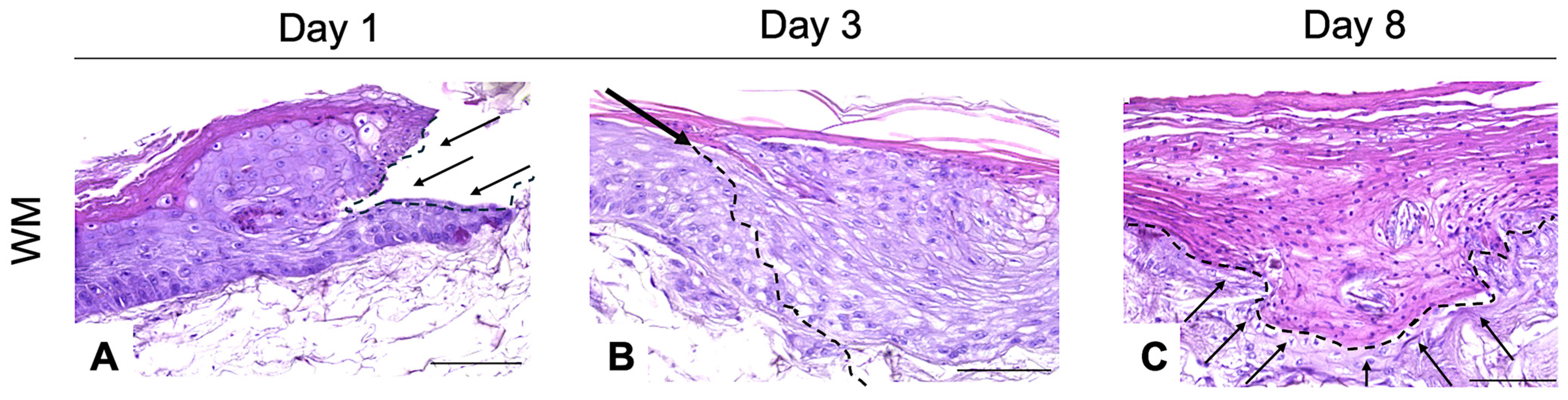 Pharmaceutics 16 01539 g004
