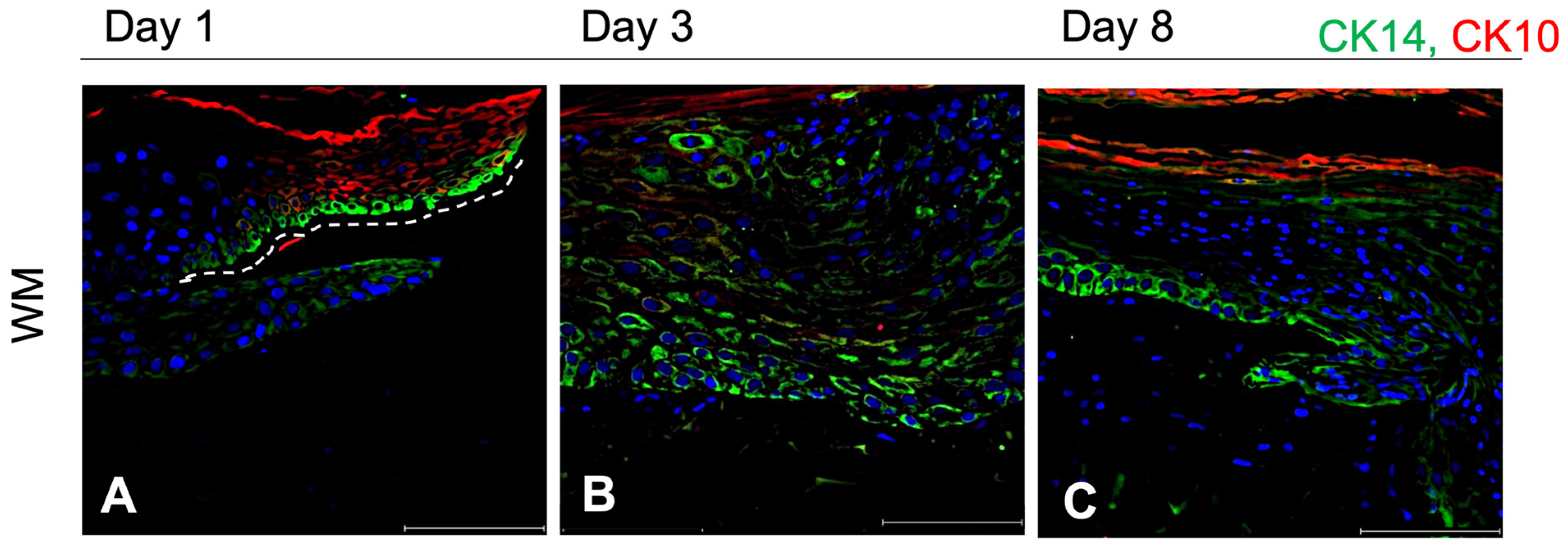 Pharmaceutics 16 01539 g005