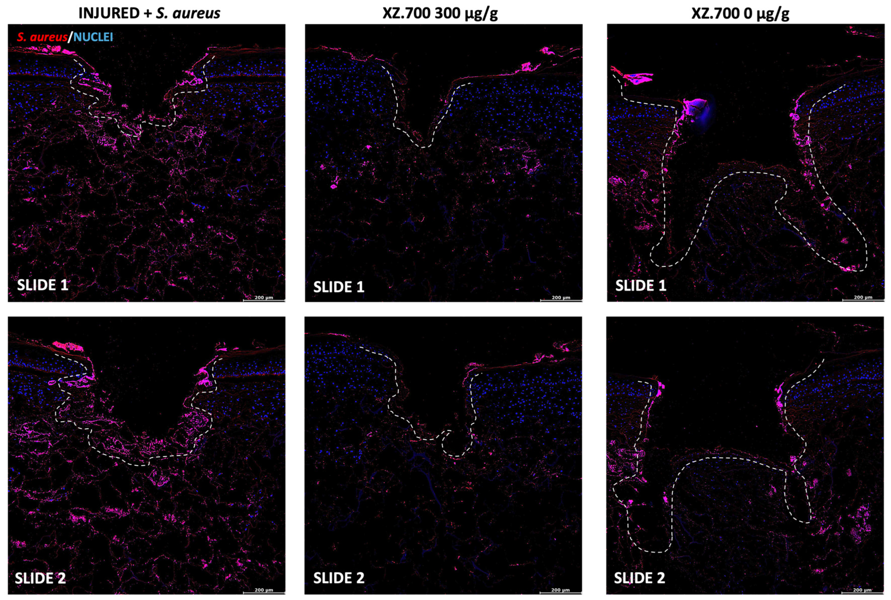 Pharmaceutics 16 01539 g007