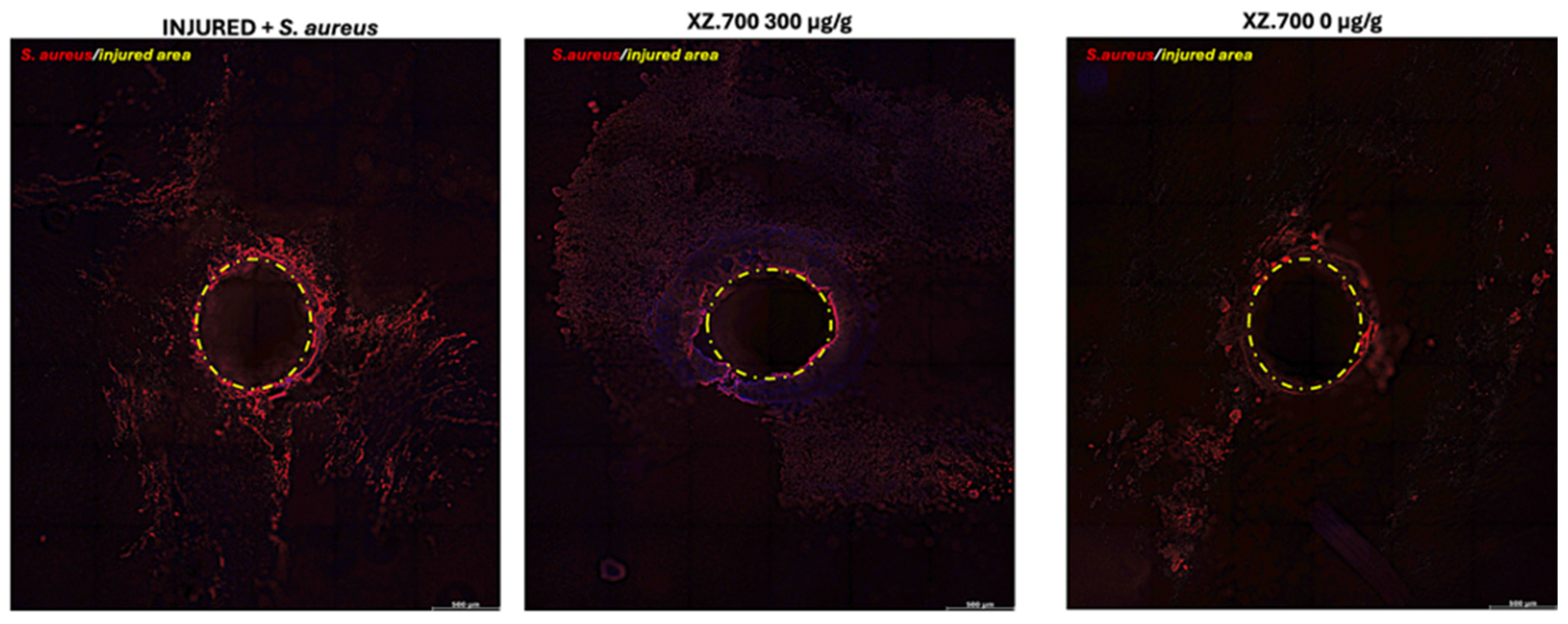 Pharmaceutics 16 01539 g009