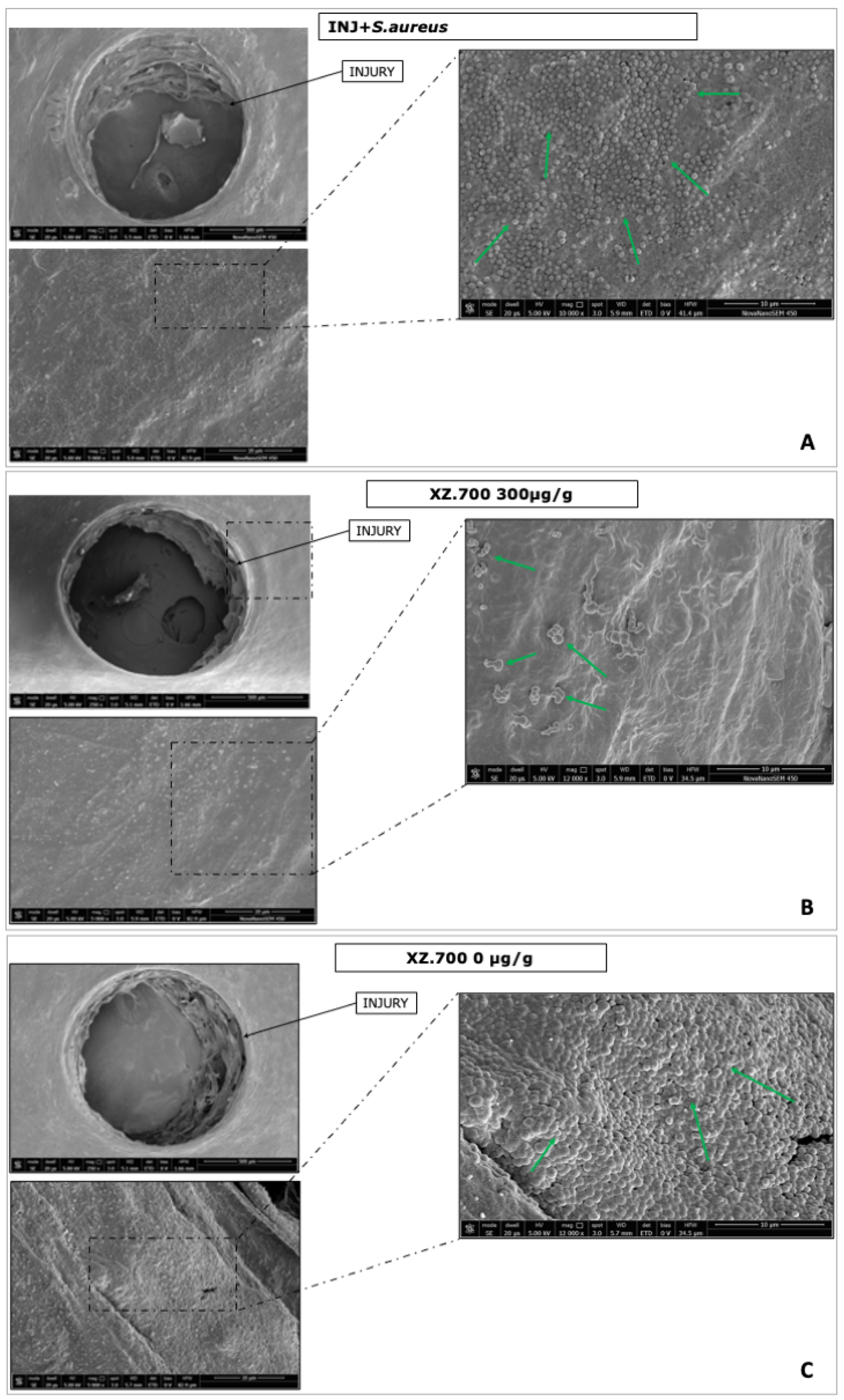 Pharmaceutics 16 01539 g011