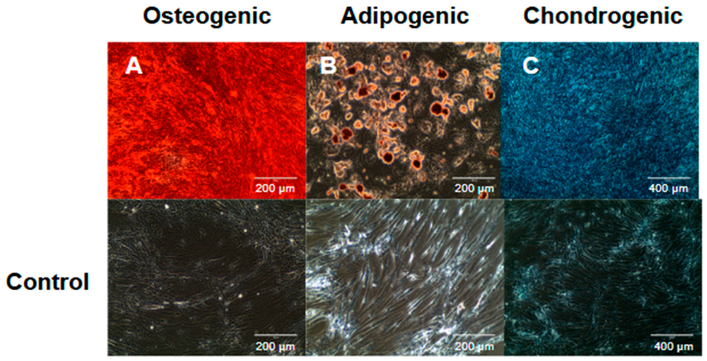 Pharmaceutics 16 01558 g001 Pharmaceutics 16 01558 g001