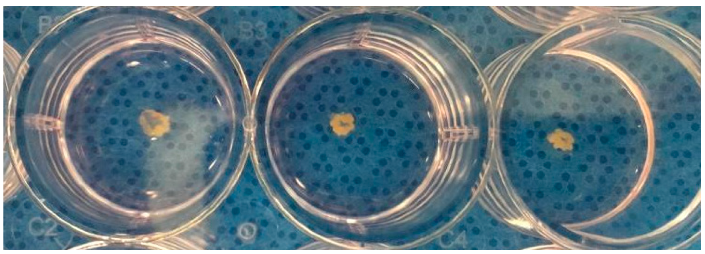 Pharmaceutics 16 01558 g002 Pharmaceutics 16 01558 g002