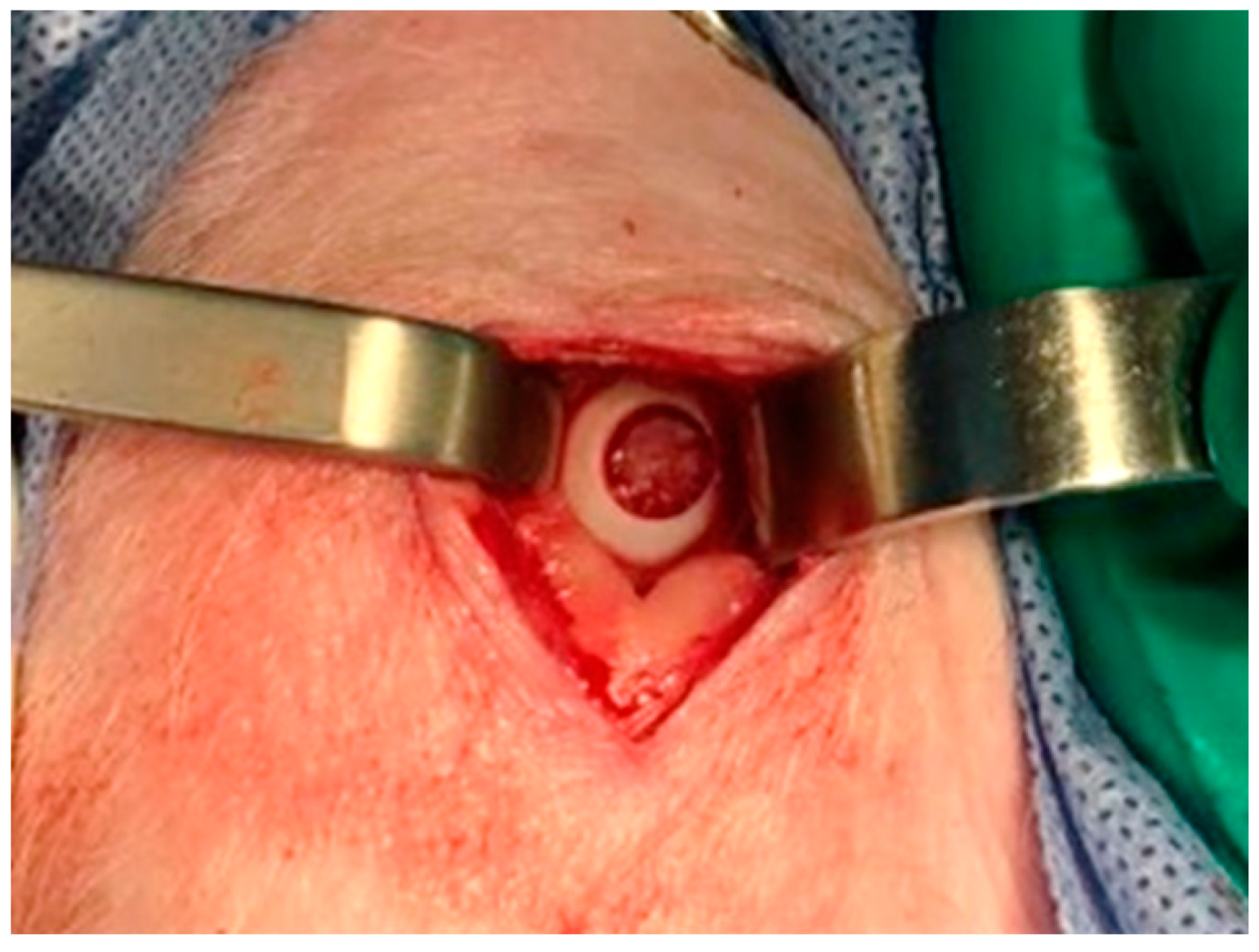 Pharmaceutics 16 01558 g003 Pharmaceutics 16 01558 g003