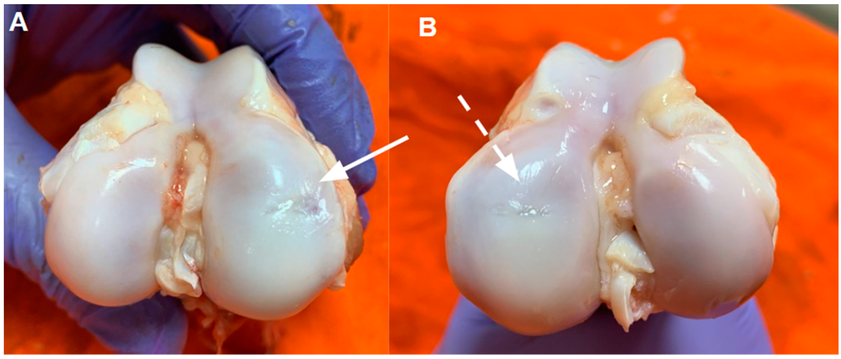 Pharmaceutics 16 01558 g005 Pharmaceutics 16 01558 g005