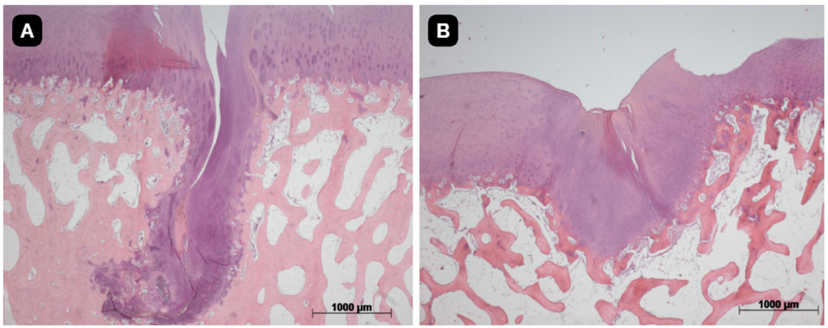 Pharmaceutics 16 01558 g009 Pharmaceutics 16 01558 g009