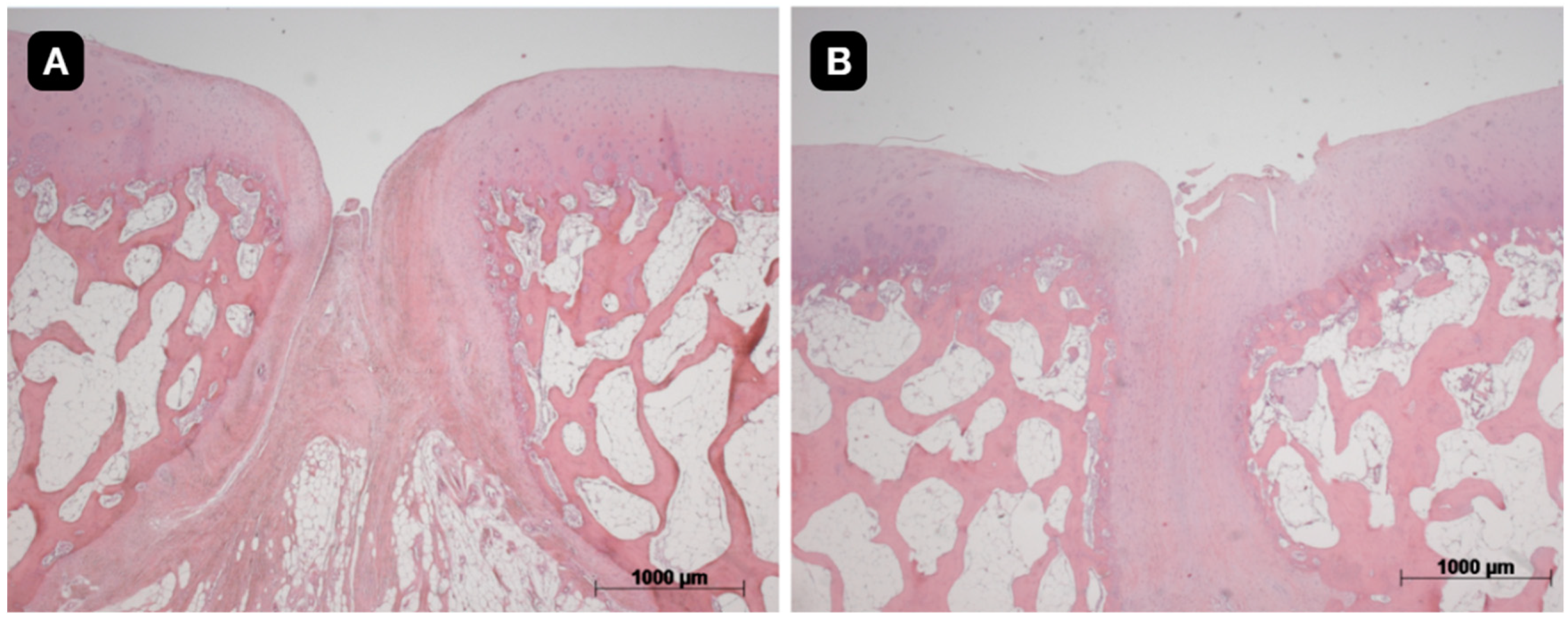 Pharmaceutics 16 01558 g010 Pharmaceutics 16 01558 g010