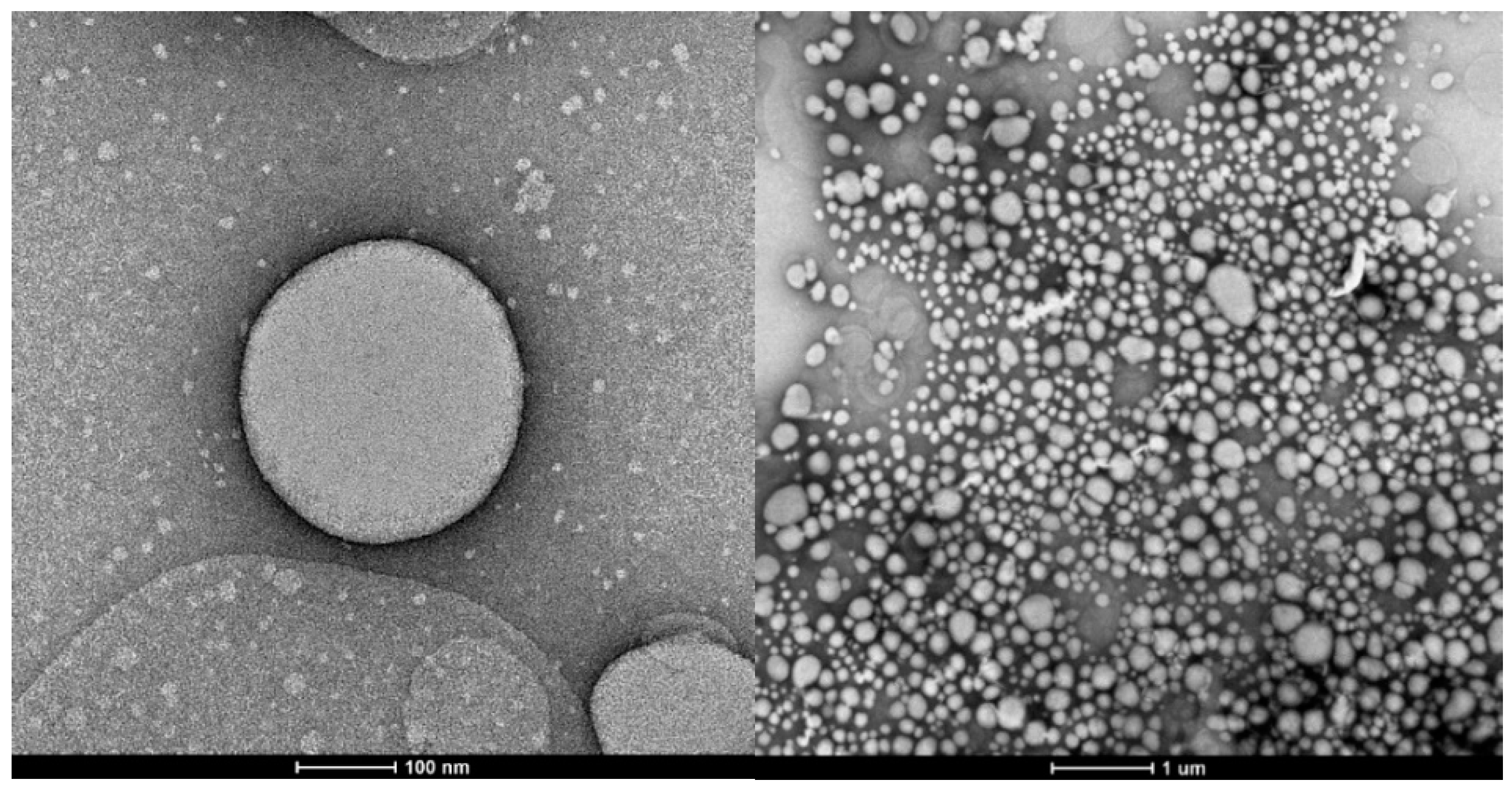 Pharmaceutics 16 01560 g002 Pharmaceutics 16 01560 g002