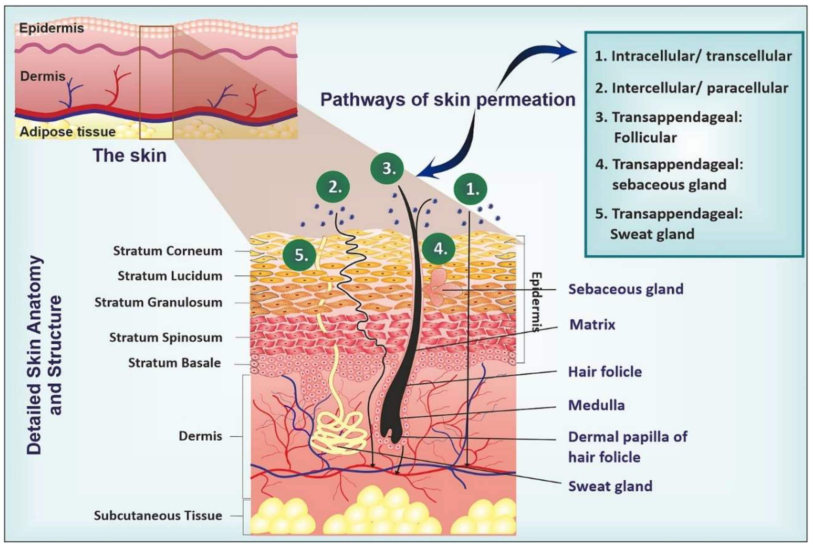 Pharmaceutics 16 01561 g001