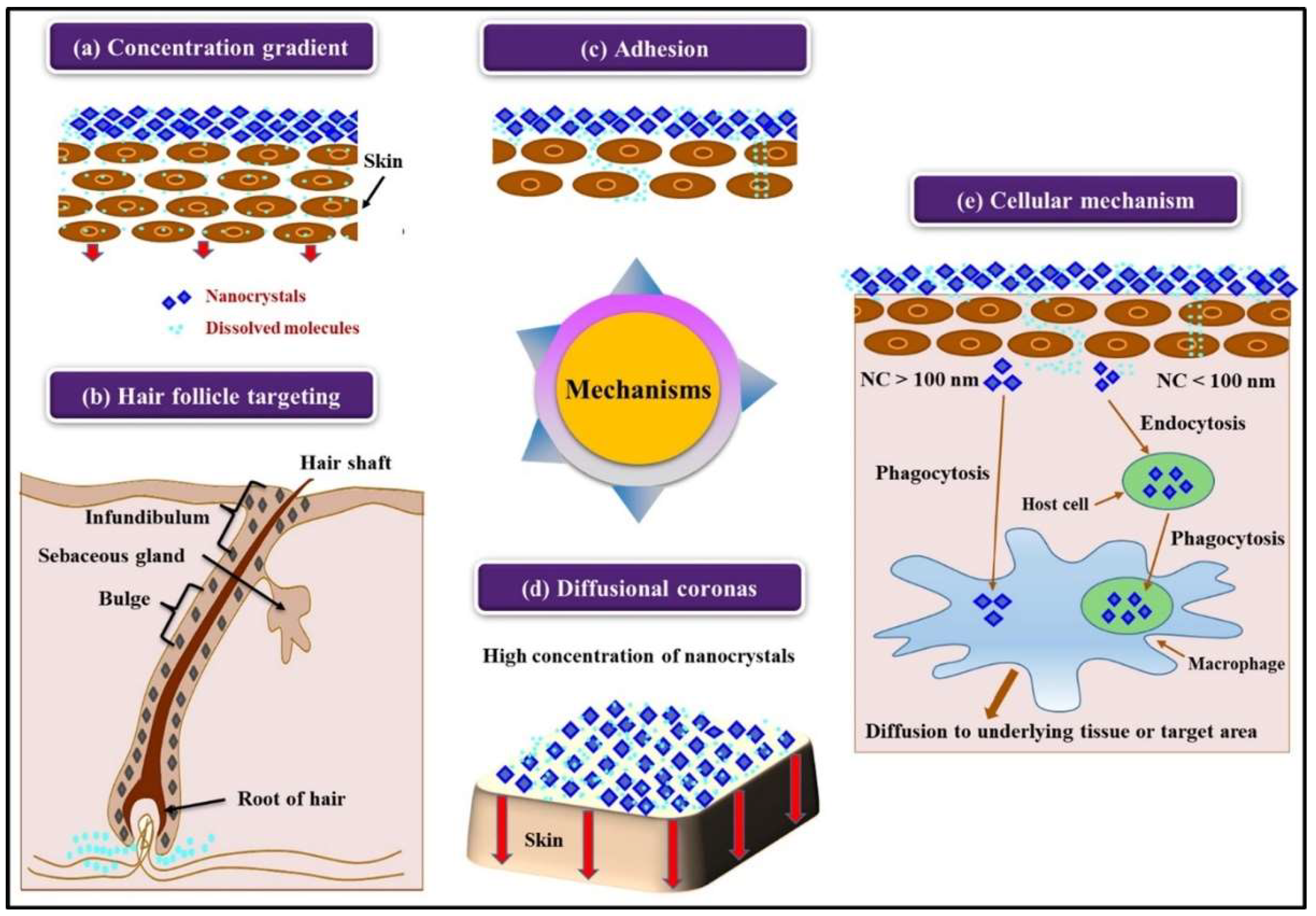 Pharmaceutics 16 01561 g002