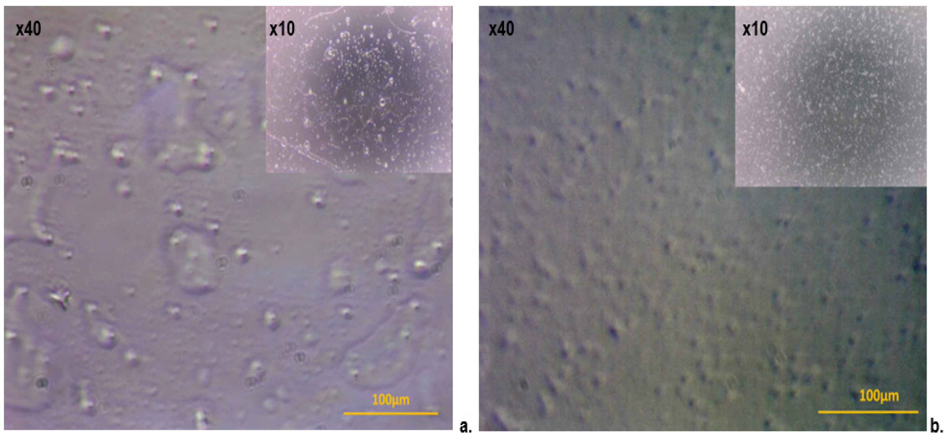 Pharmaceutics 16 01574 g001