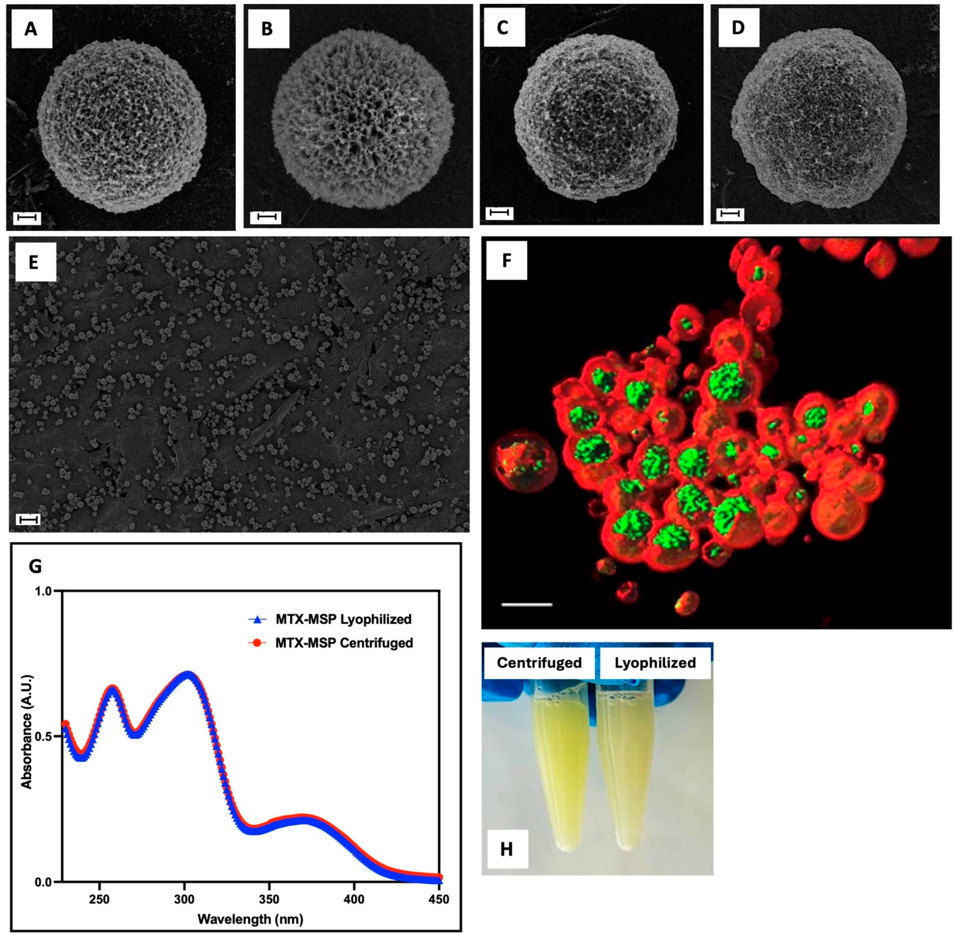 Pharmaceutics 16 01593 g003