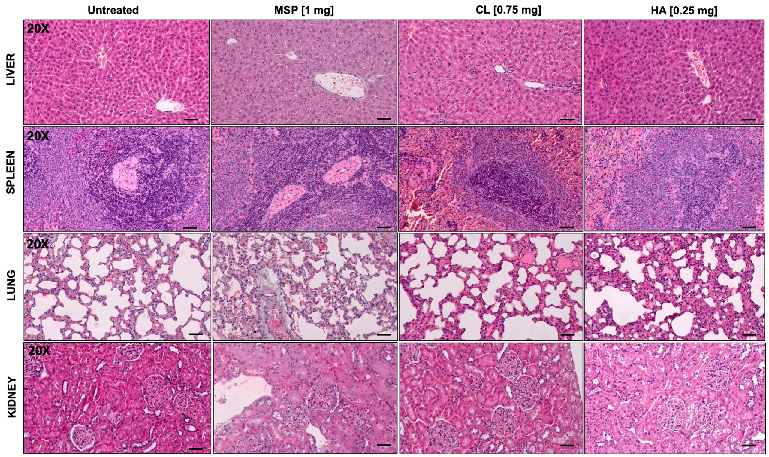 Pharmaceutics 16 01593 g007