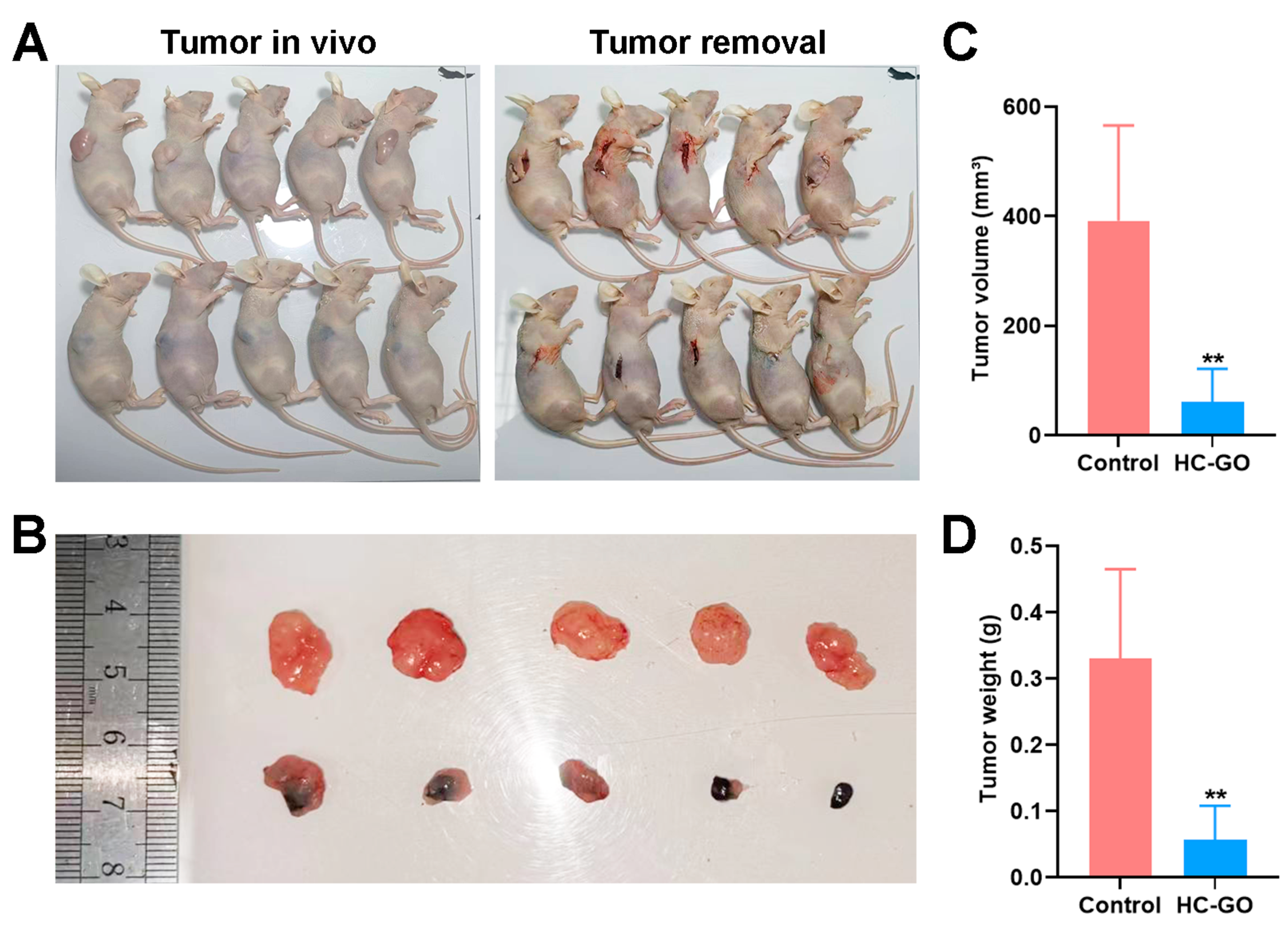Pharmaceutics 16 01605 g004