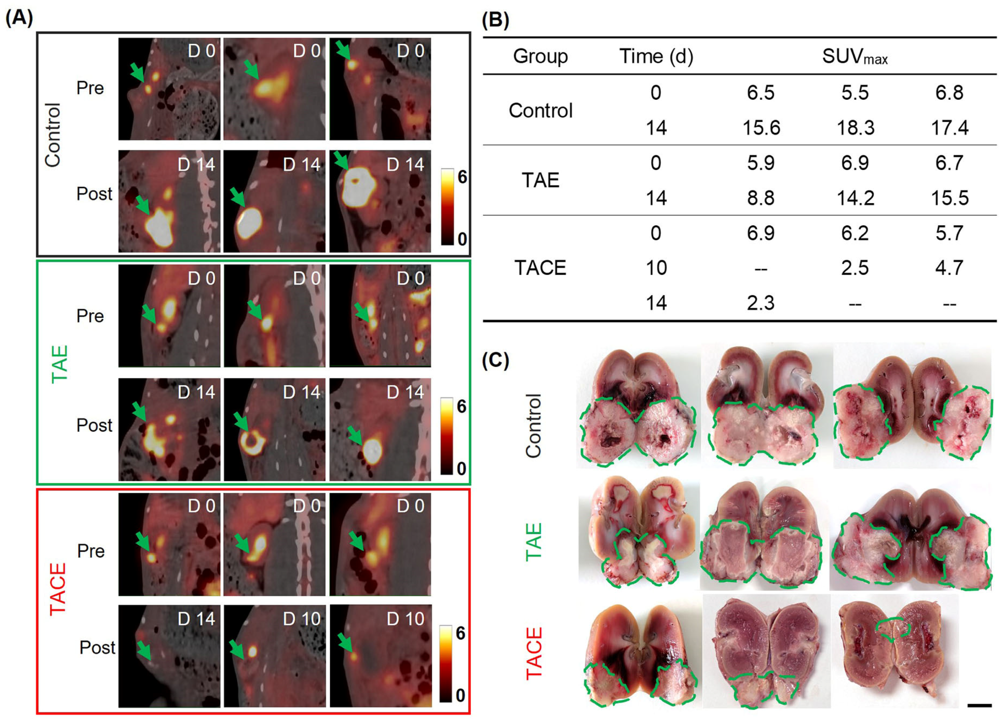 Pharmaceutics 16 01609 g005