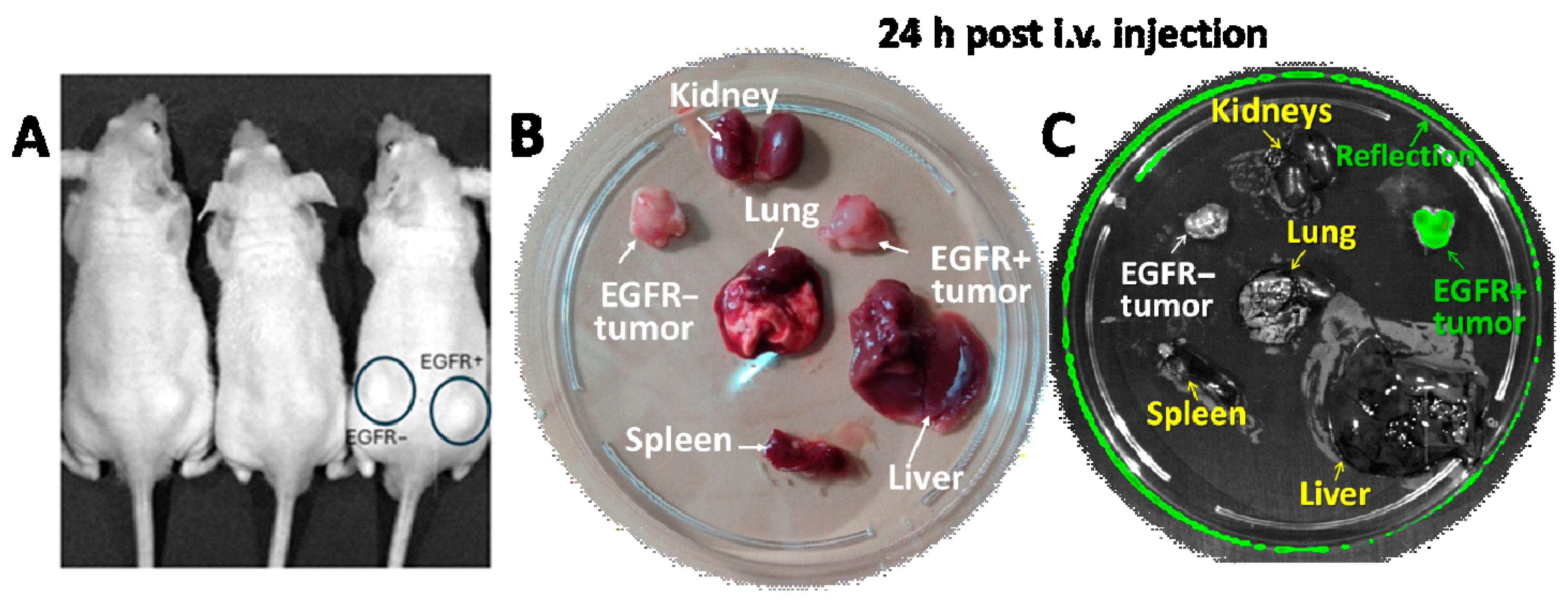 Pharmaceutics 16 01613 g005