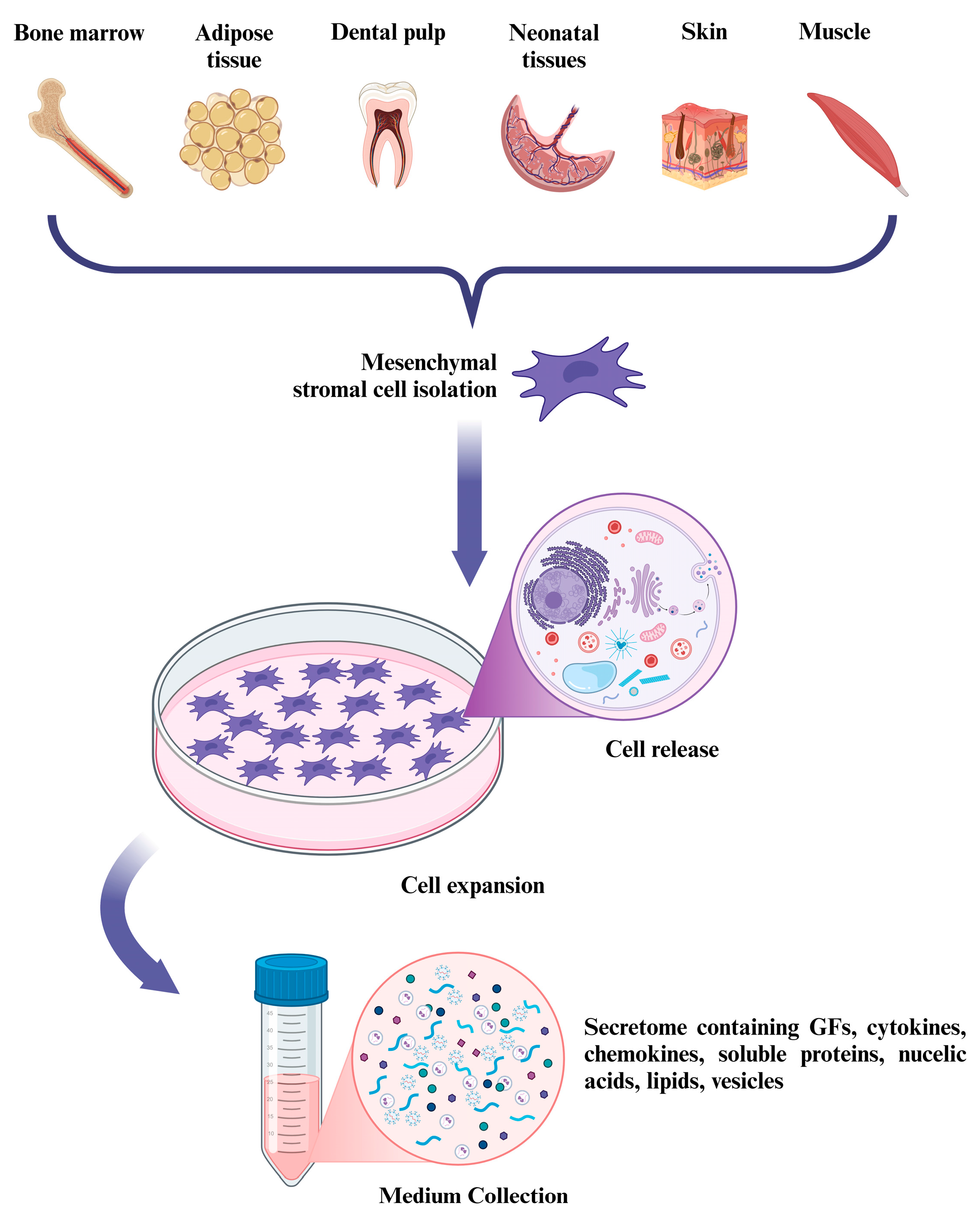 Pharmaceutics 16 01622 g002