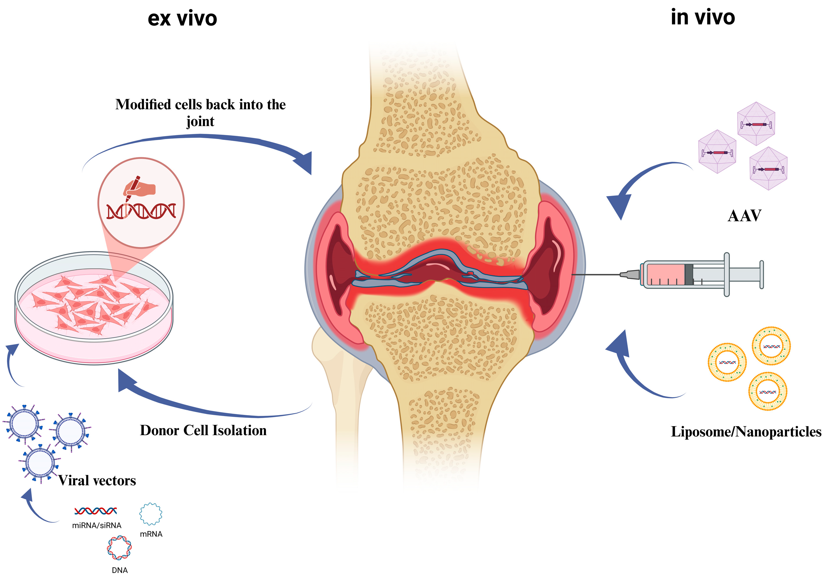 Pharmaceutics 16 01622 g003