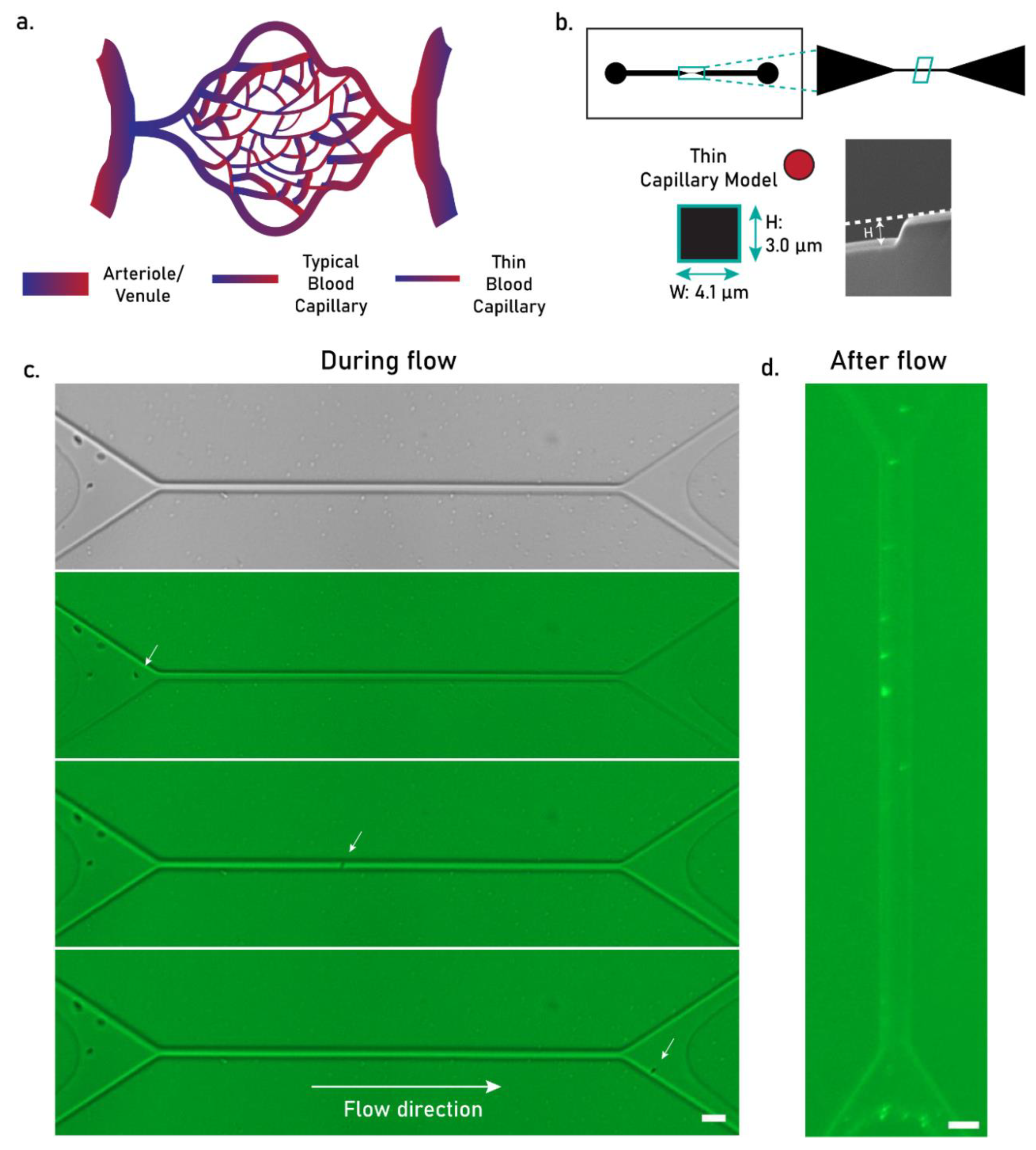 Pharmaceutics 17 00064 g005